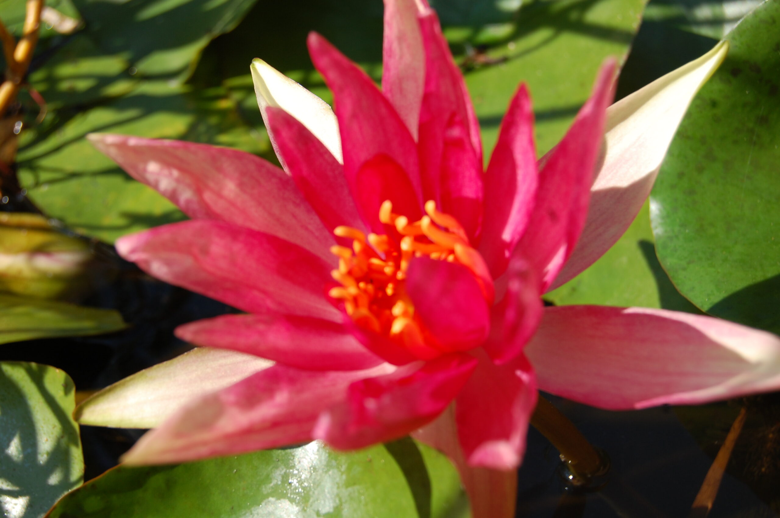 acheter nymphaea Red Spider for sale buy on ine (18)