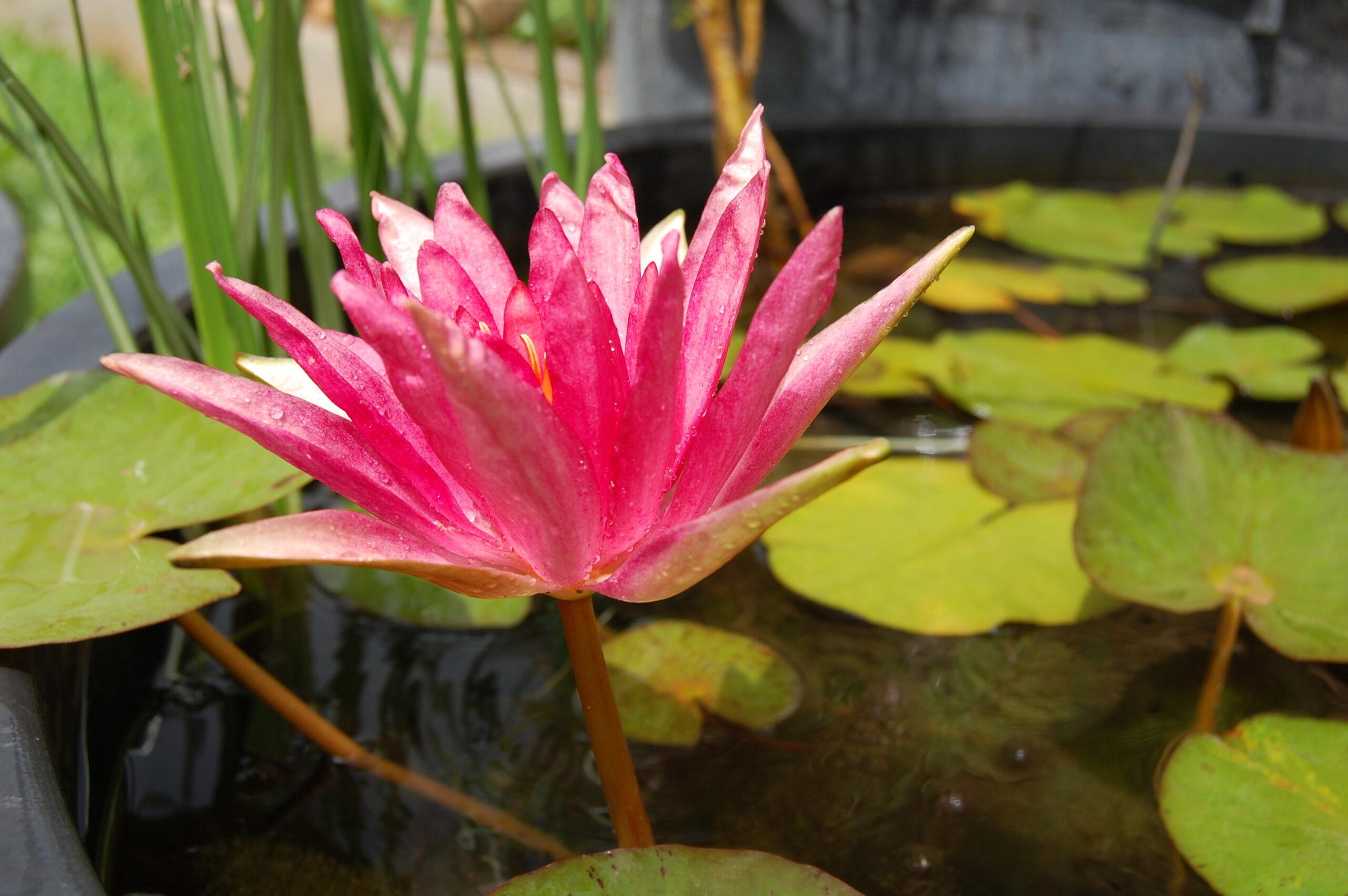 acheter nymphaea Red Spider for sale buy on ine (21)