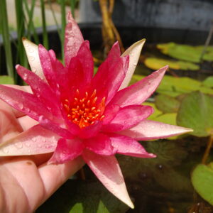 acheter nymphaea Red Spider for sale buy on ine (24)
