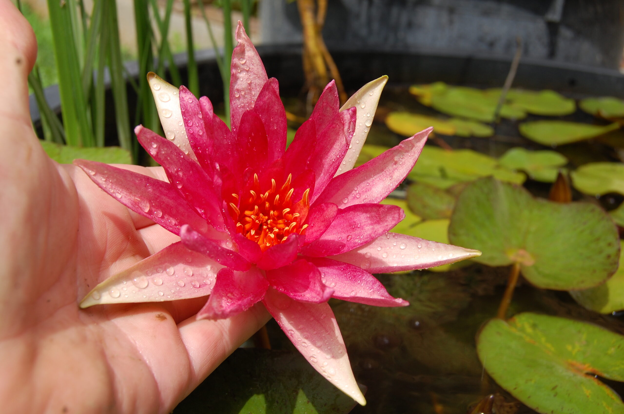 acheter nymphaea Red Spider for sale buy on ine (24)