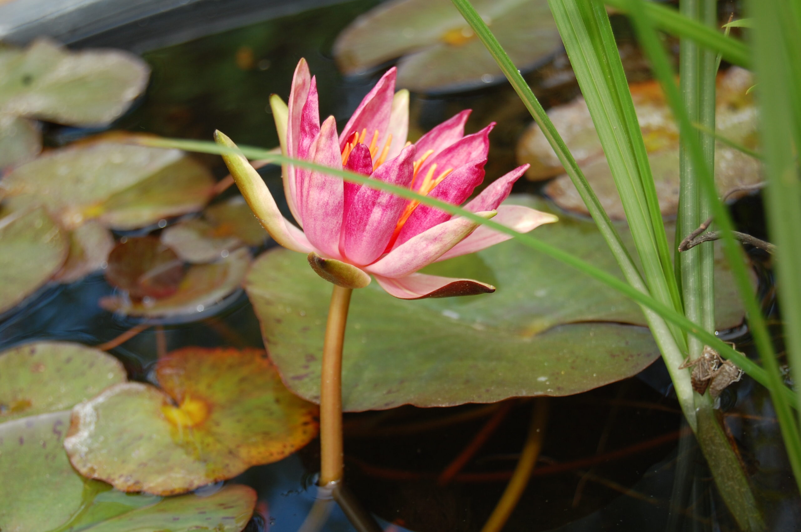 acheter nymphaea Red Spider for sale buy on ine (3)