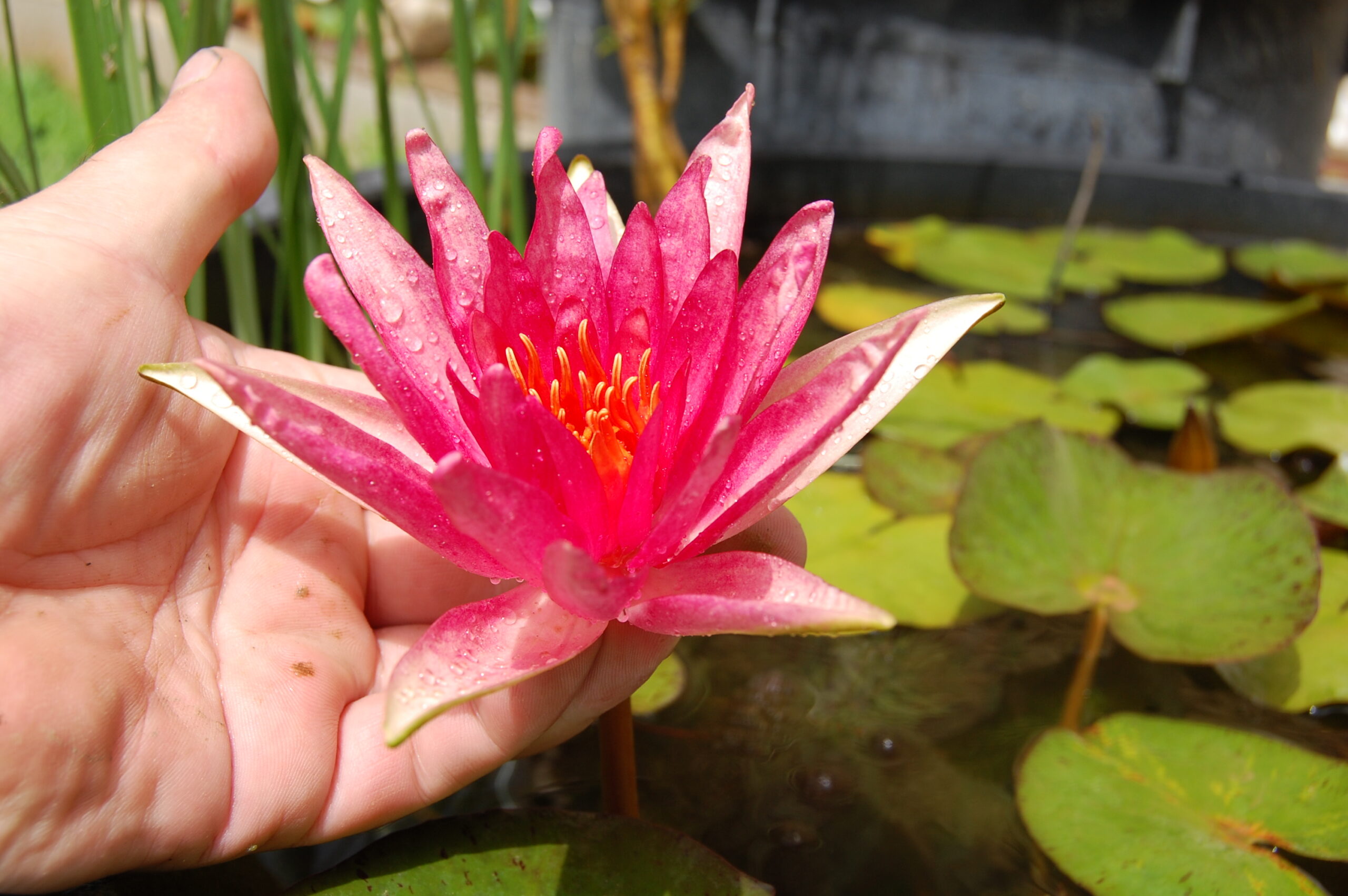 acheter nymphaea Red Spider for sale buy on ine (30)
