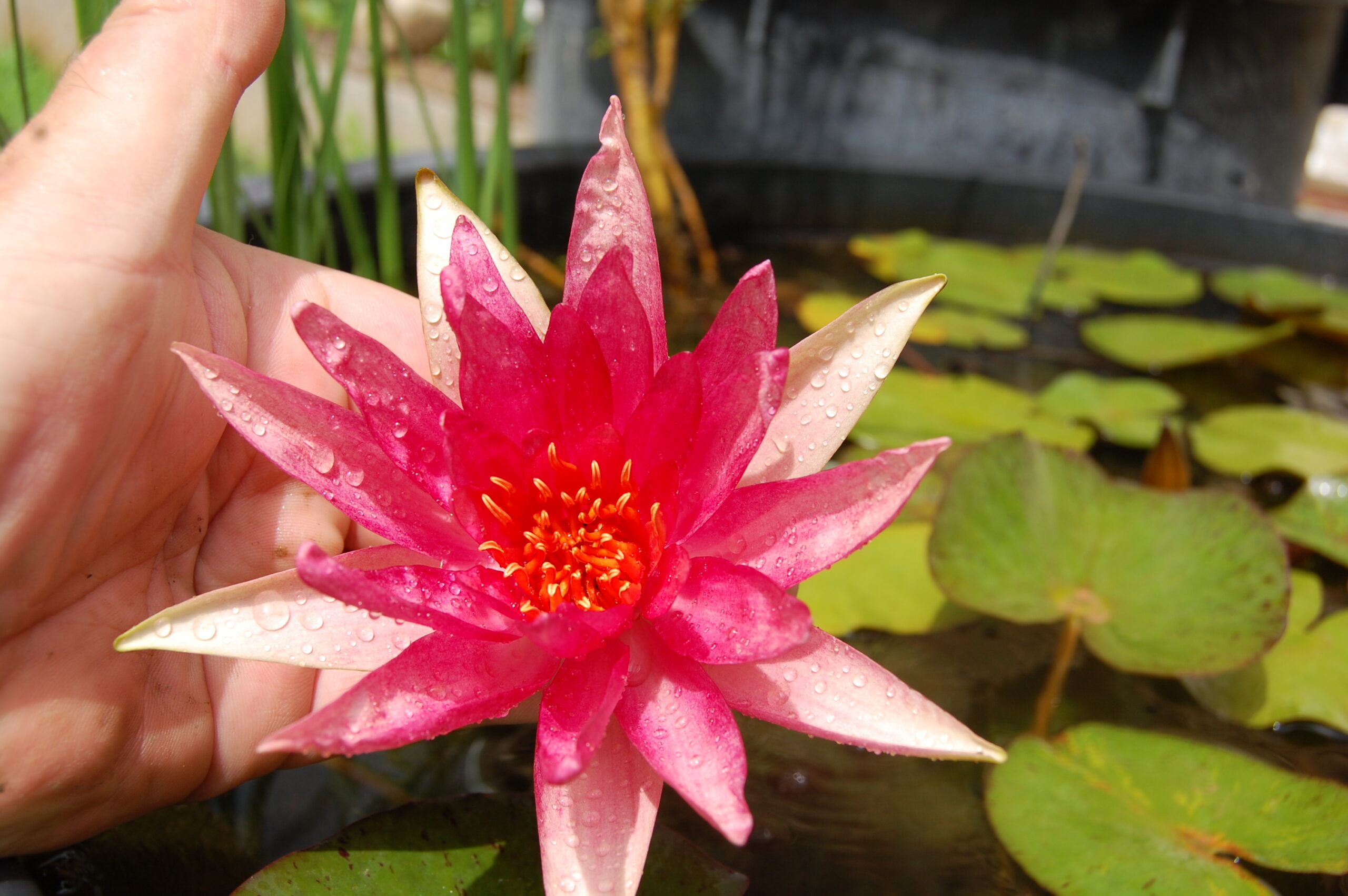 acheter nymphaea Red Spider for sale buy on ine (32)
