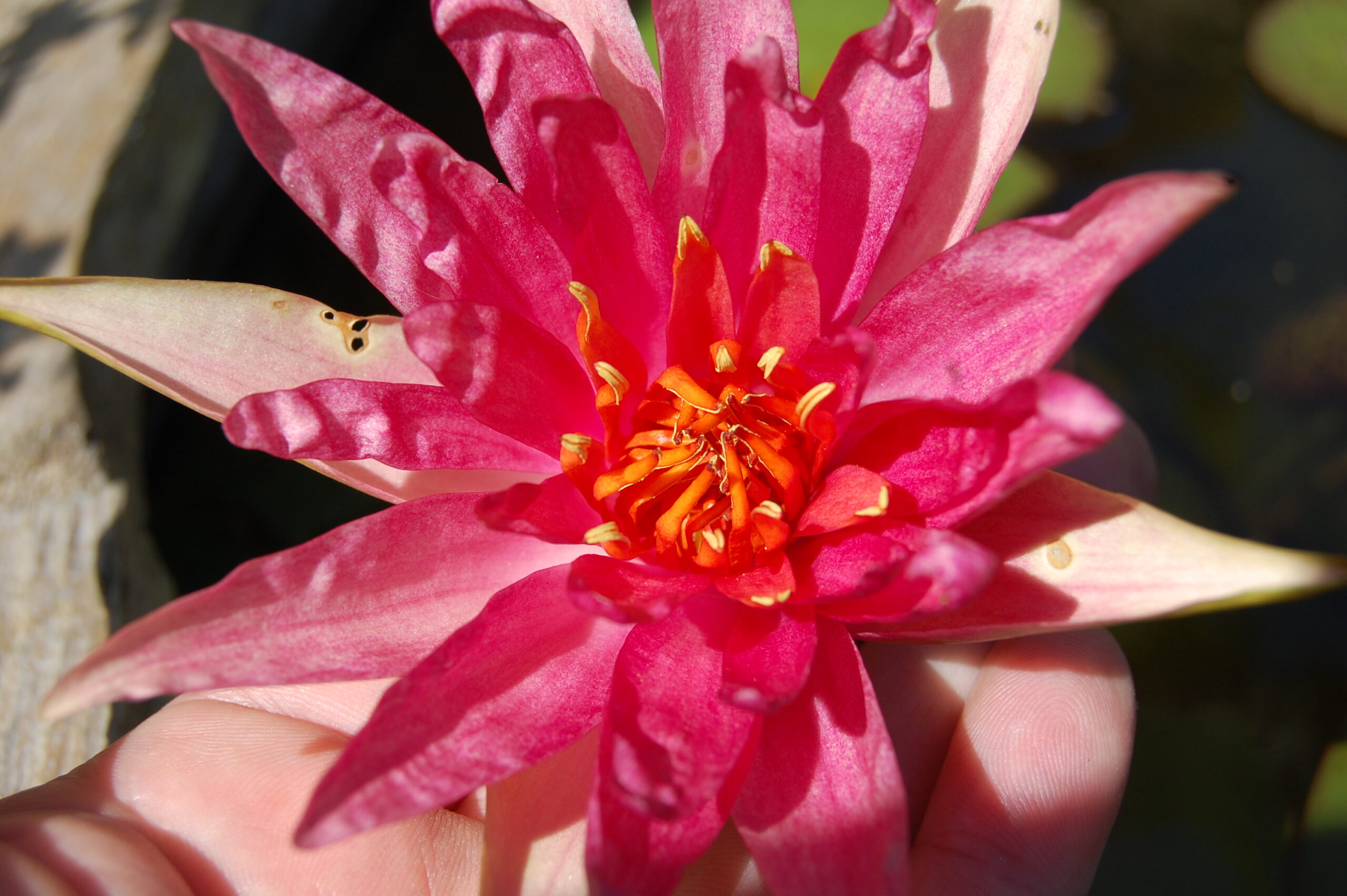 acheter nymphaea Red Spider for sale buy on ine (33)