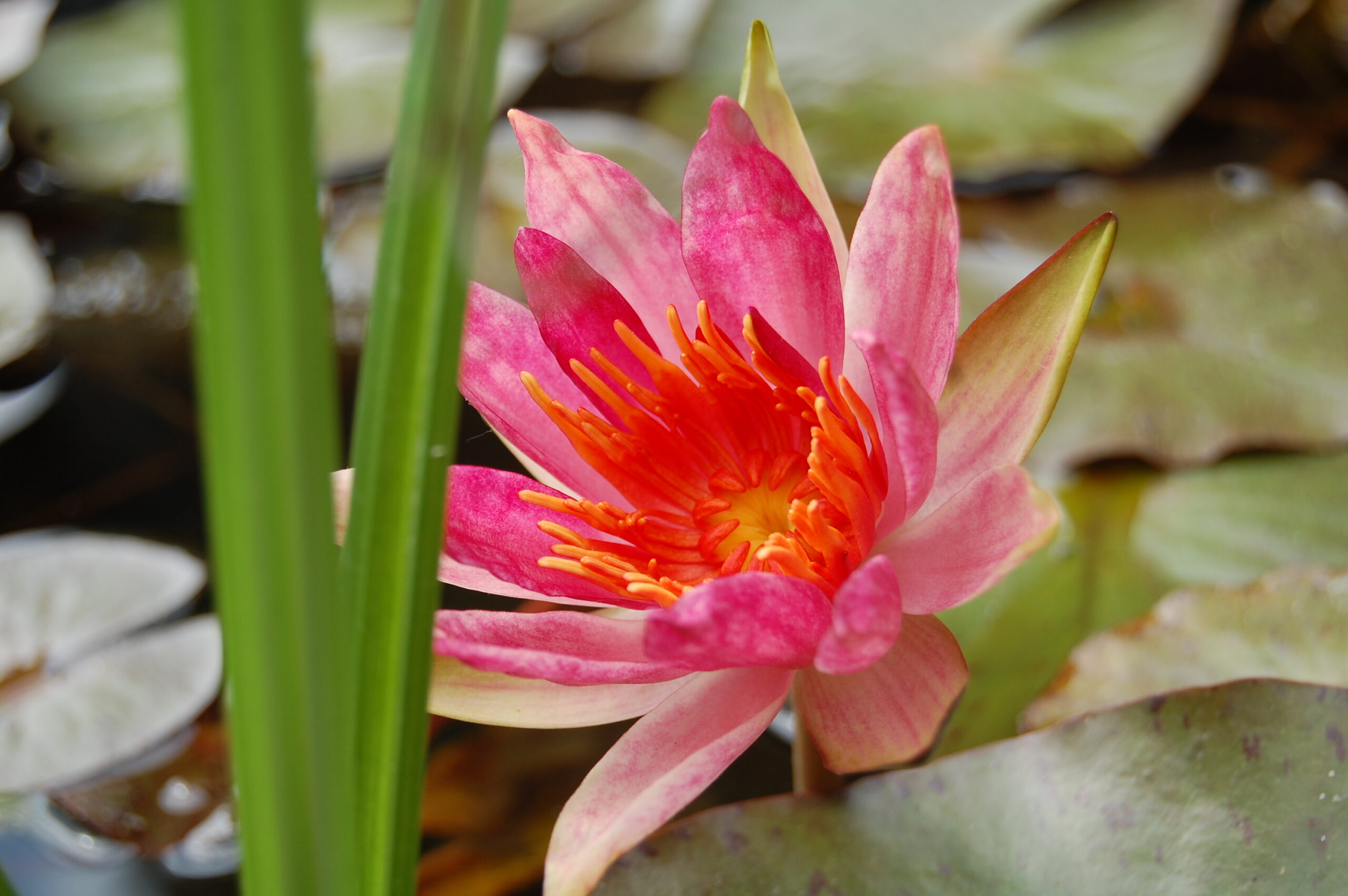 acheter nymphaea Red Spider for sale buy on ine (5)