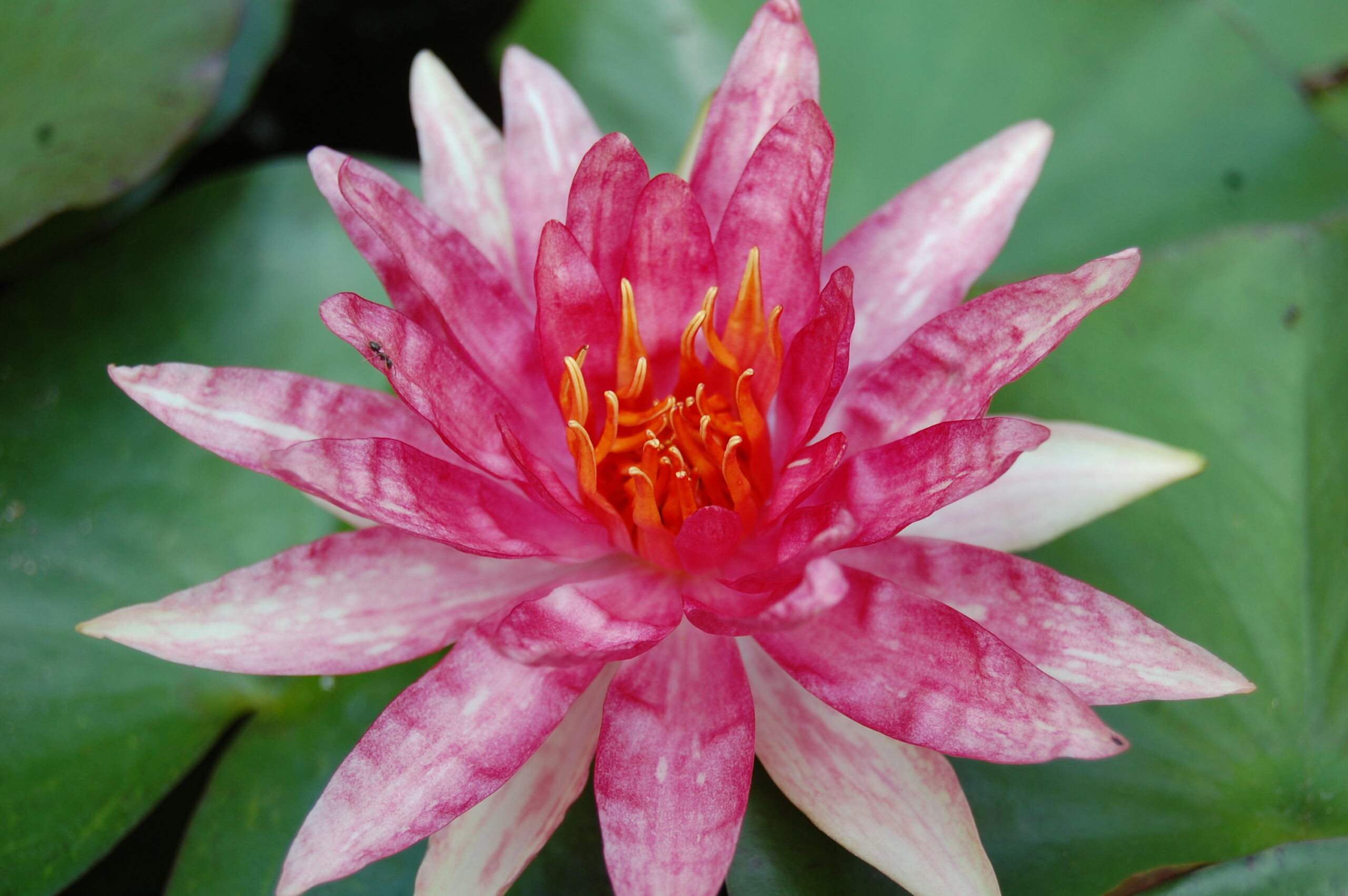 acheter nymphaea Red Spider for sale buy on ine (6)