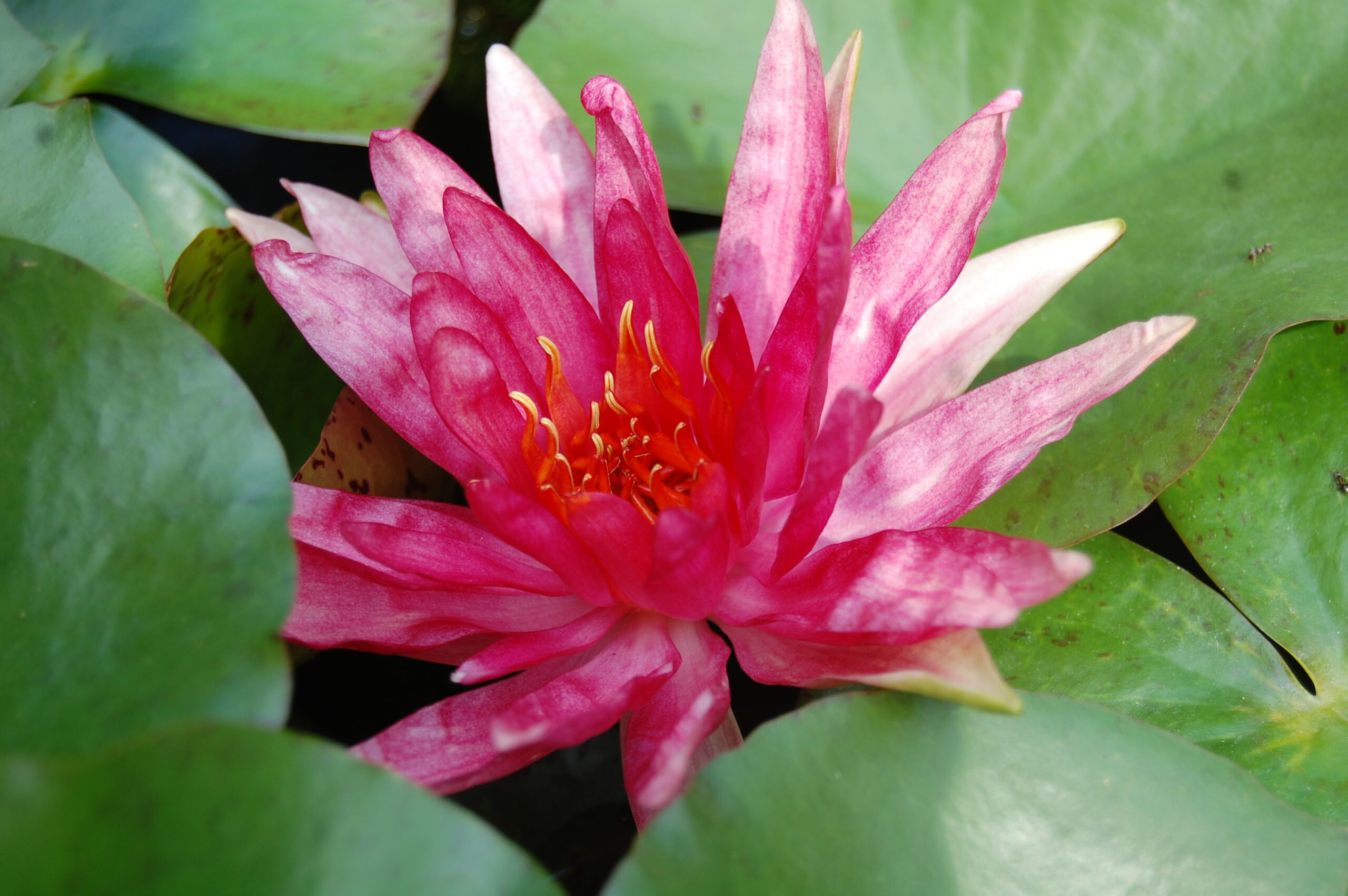 acheter nymphaea Red Spider for sale buy on ine (7)
