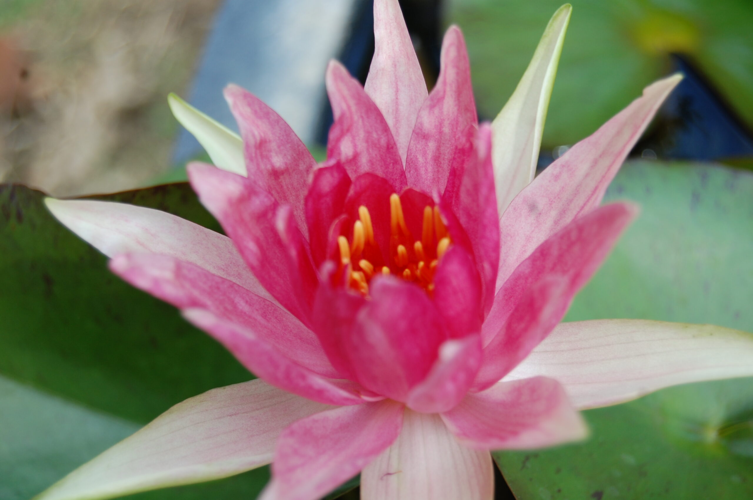 acheter nymphaea Red Spider for sale buy on ine (8)
