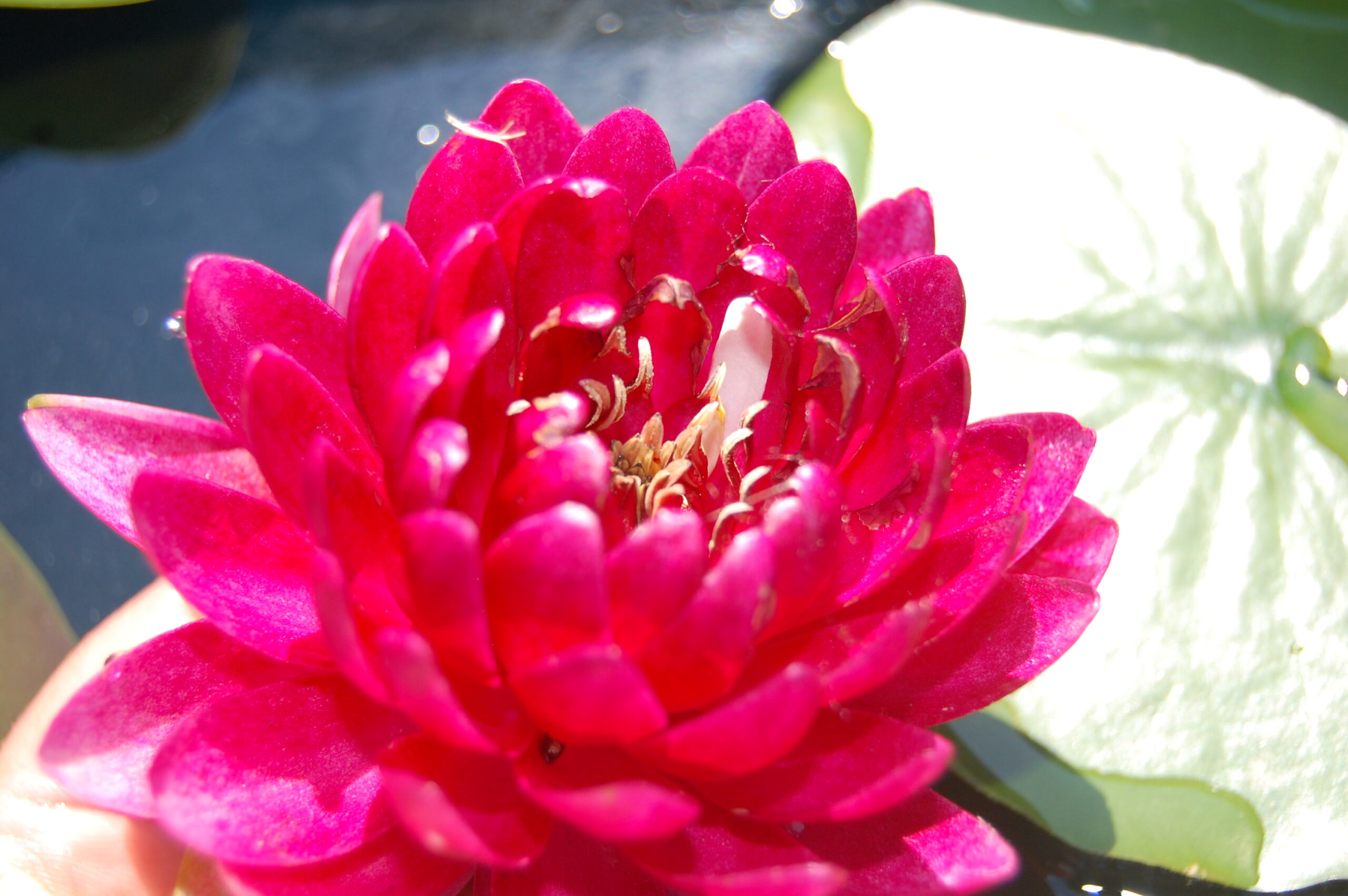 acheter nymphaea Reine du Bal for sale buy on line (13)