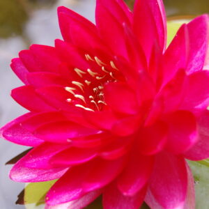 acheter nymphaea Reine du Bal for sale buy on line (2)