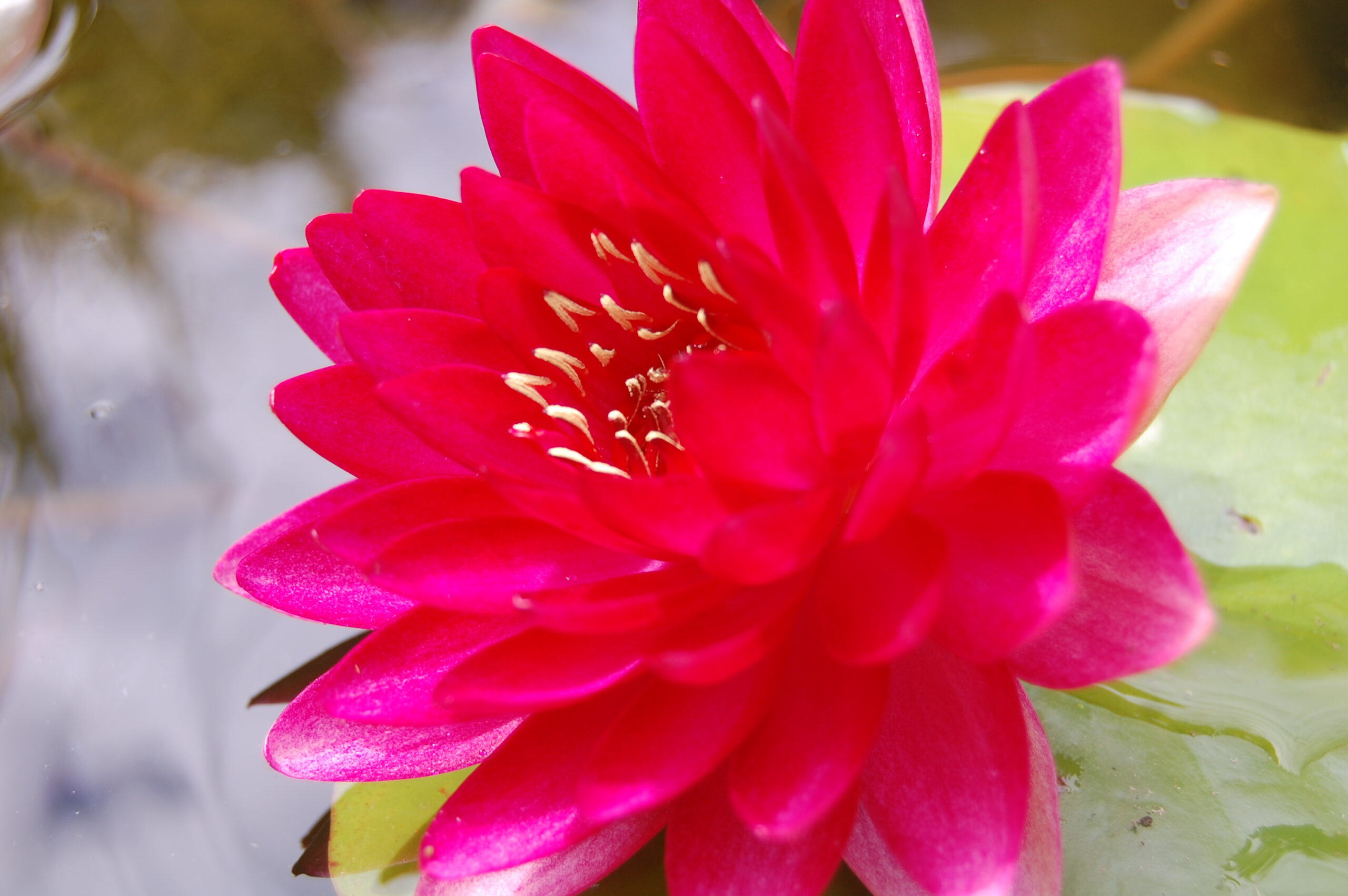 acheter nymphaea Reine du Bal for sale buy on line (2)
