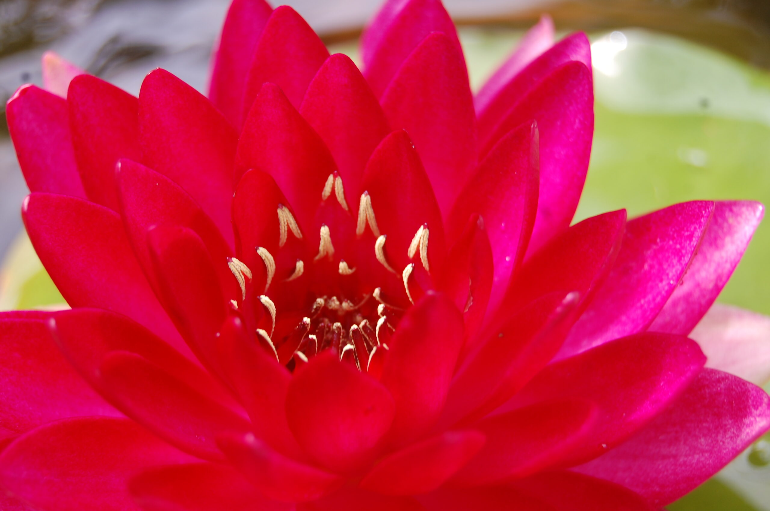 acheter nymphaea Reine du Bal for sale buy on line (4)