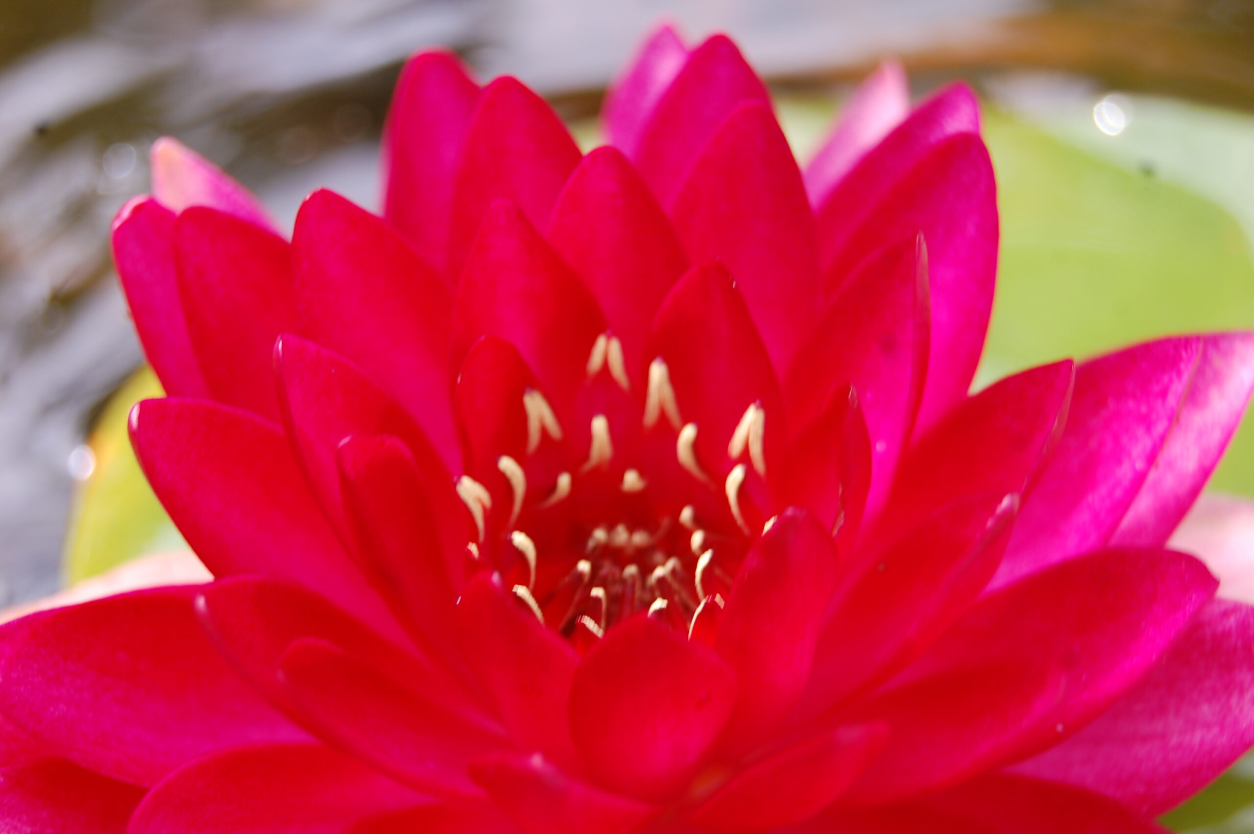 acheter nymphaea Reine du Bal for sale buy on line (9)