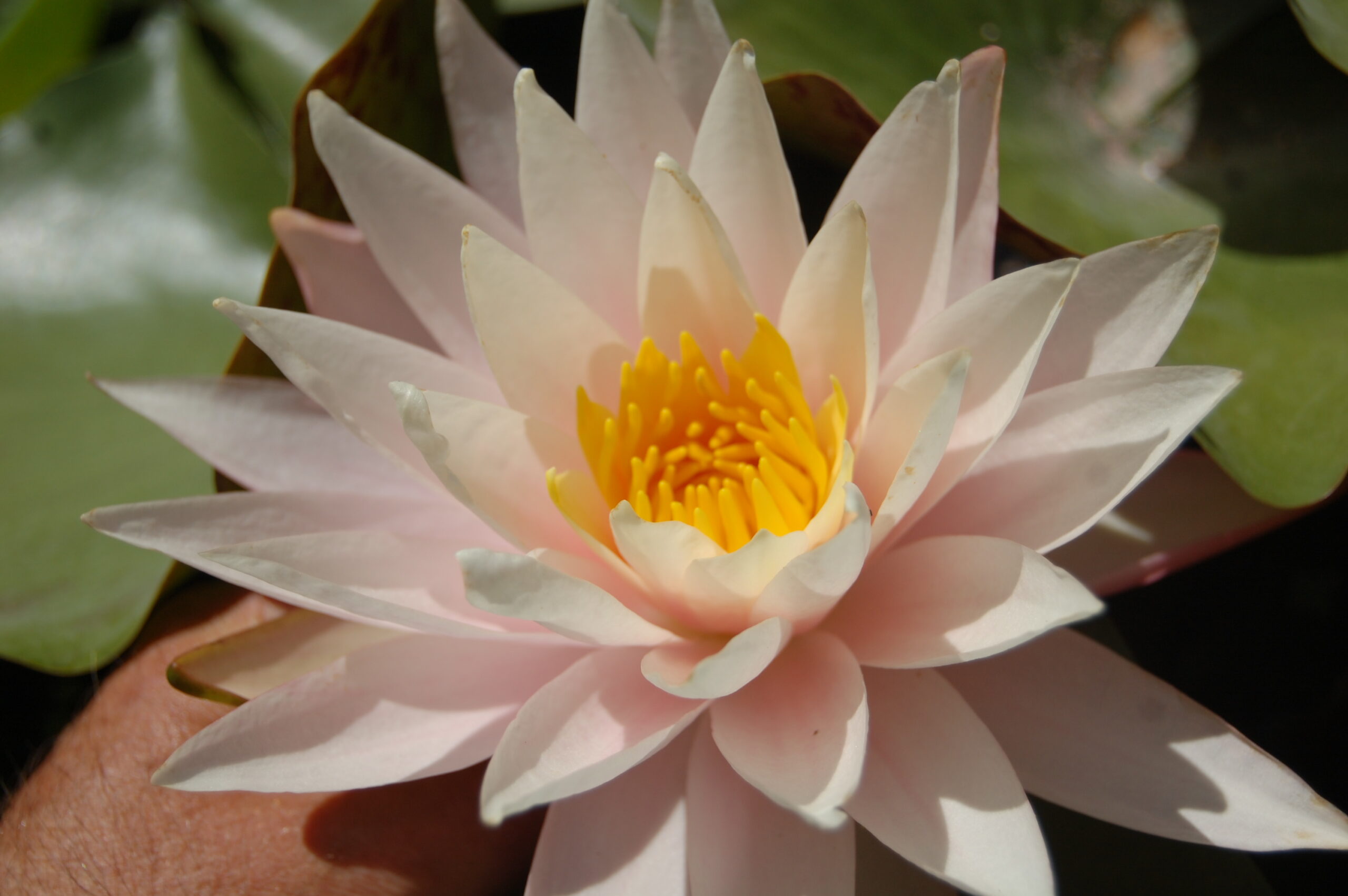 acheter nymphaea Shelly Pink for sale buy on line (1)