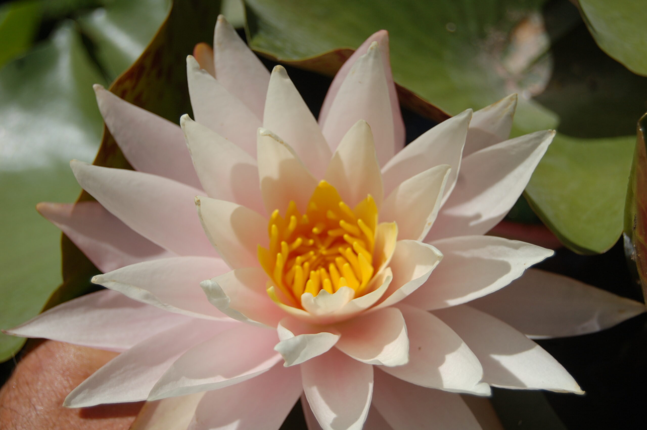 acheter nymphaea Shelly Pink for sale buy on line (11)
