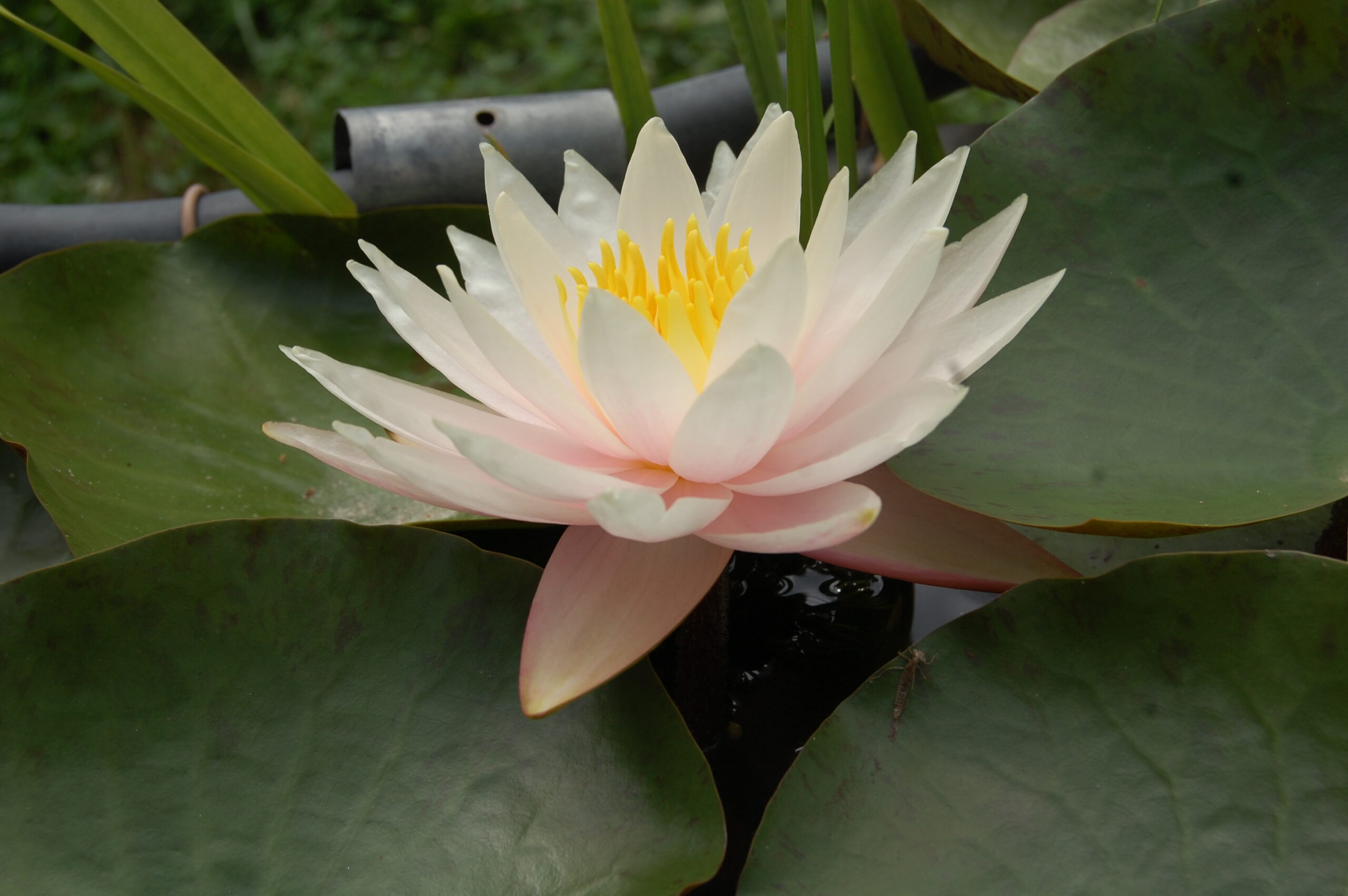 acheter nymphaea Shelly Pink for sale buy on line (2)