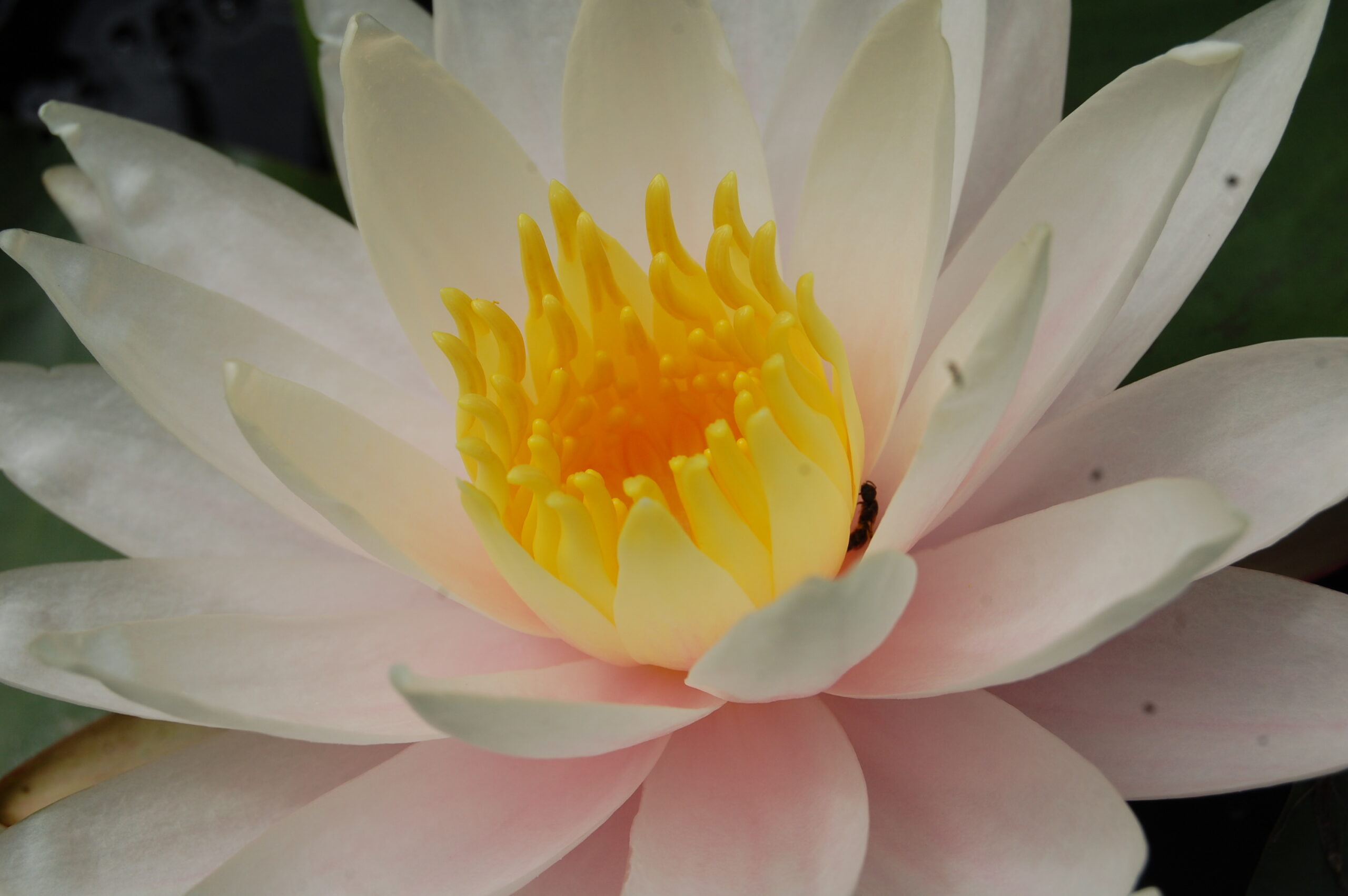 acheter nymphaea Shelly Pink for sale buy on line (4)