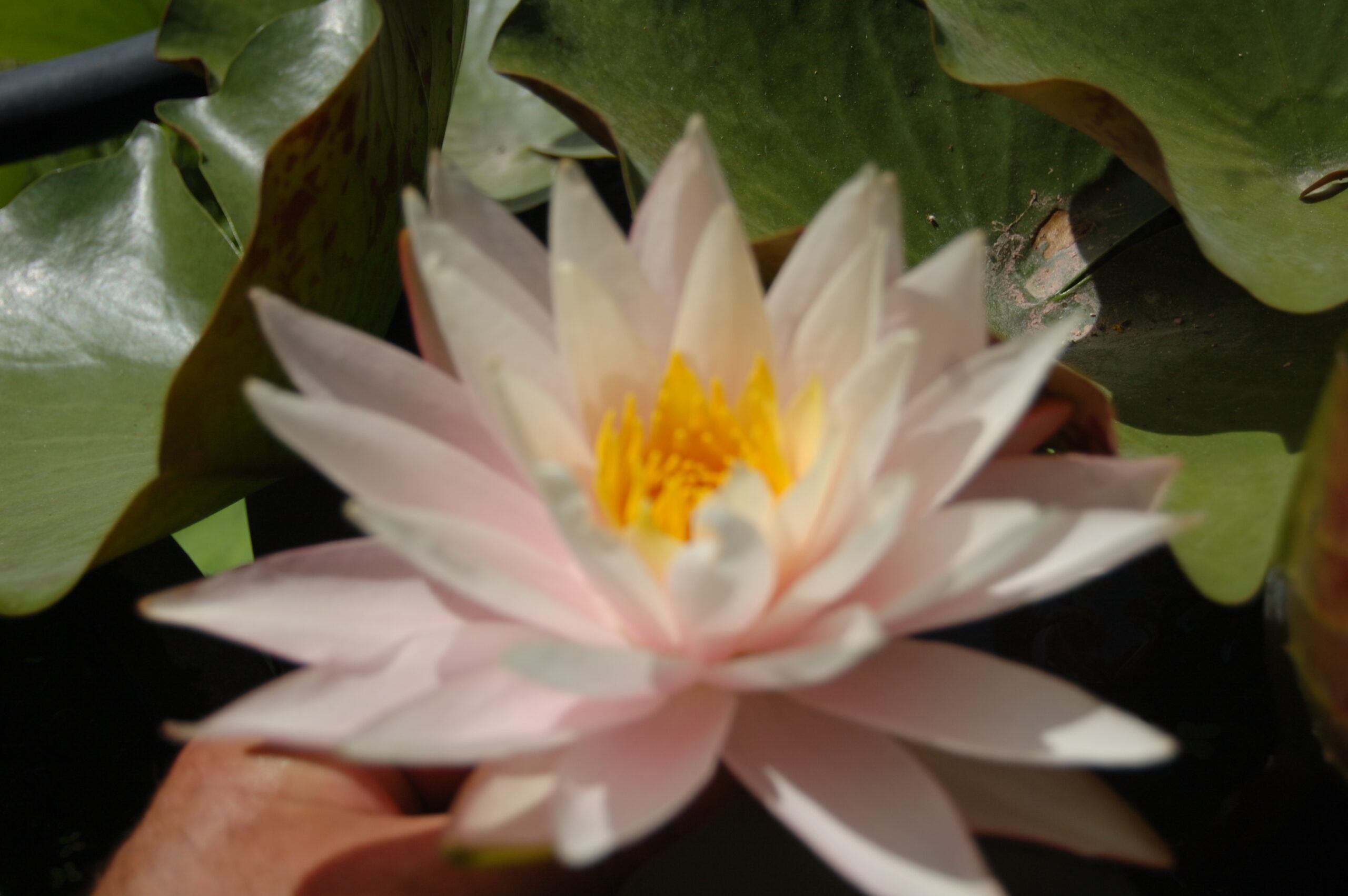 acheter nymphaea Shelly Pink for sale buy on line (6)