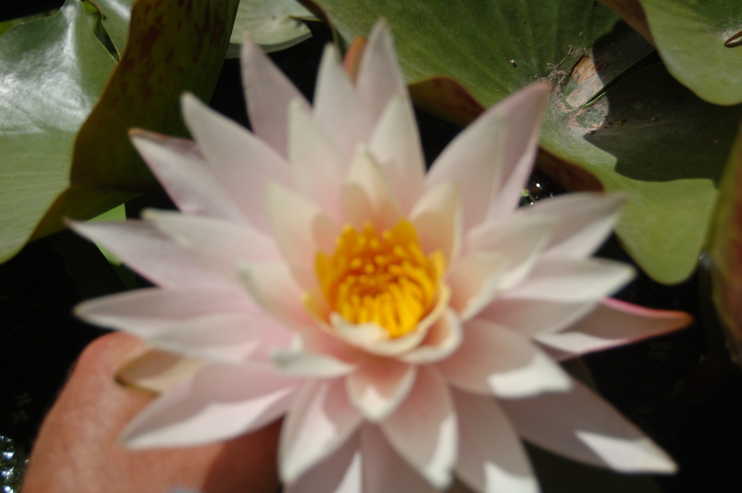 acheter nymphaea Shelly Pink for sale buy on line (8)