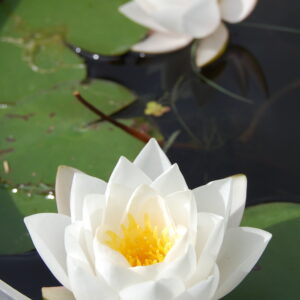 acheter nymphaea Siam Jasmine for sale buy on line (35)