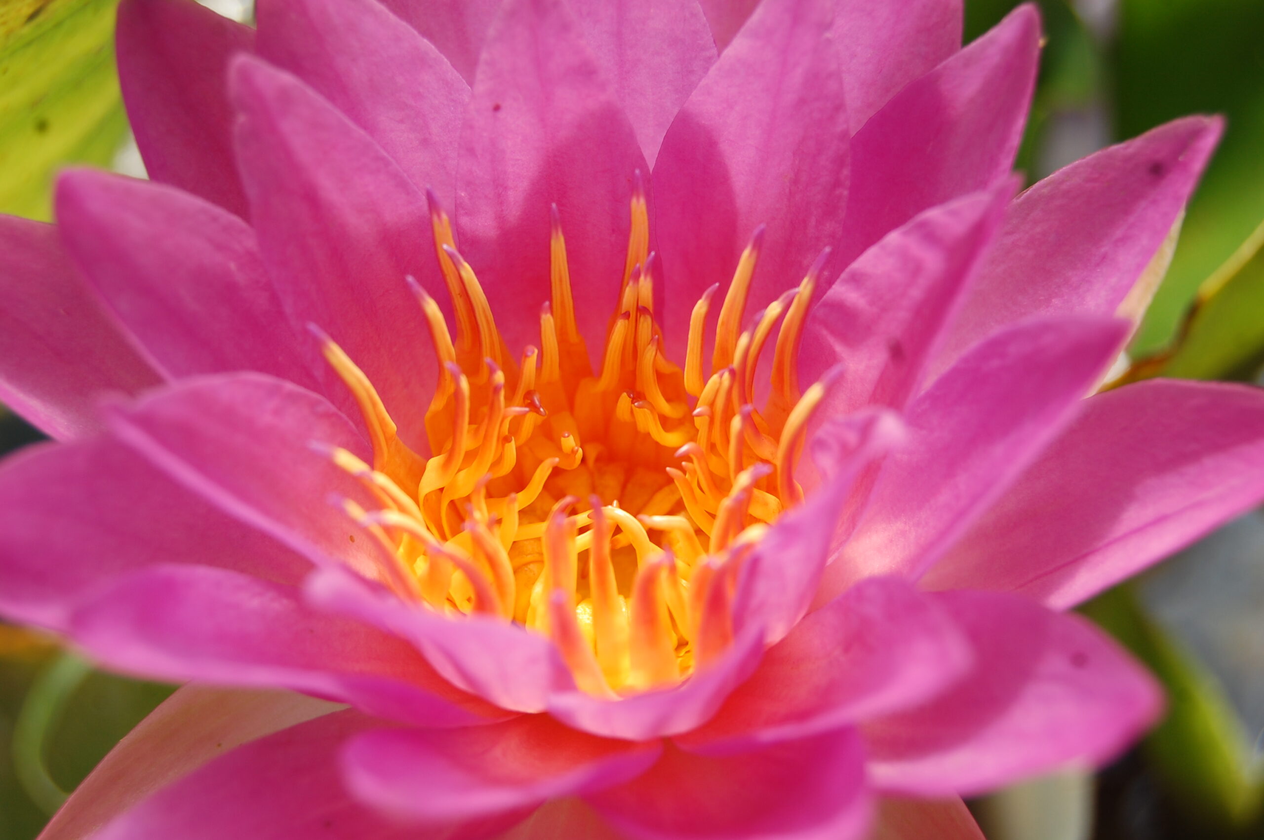 acheter nymphaea Siam Marble for sale buy on line (1)