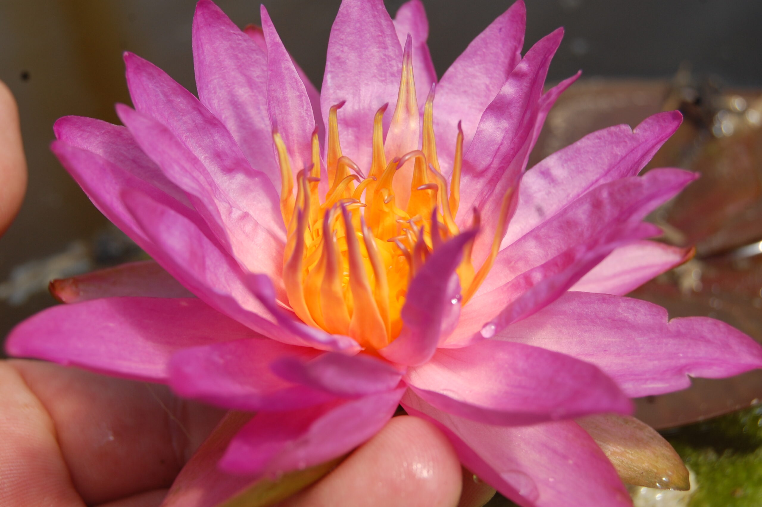 acheter nymphaea Siam Marble for sale buy on line (10)