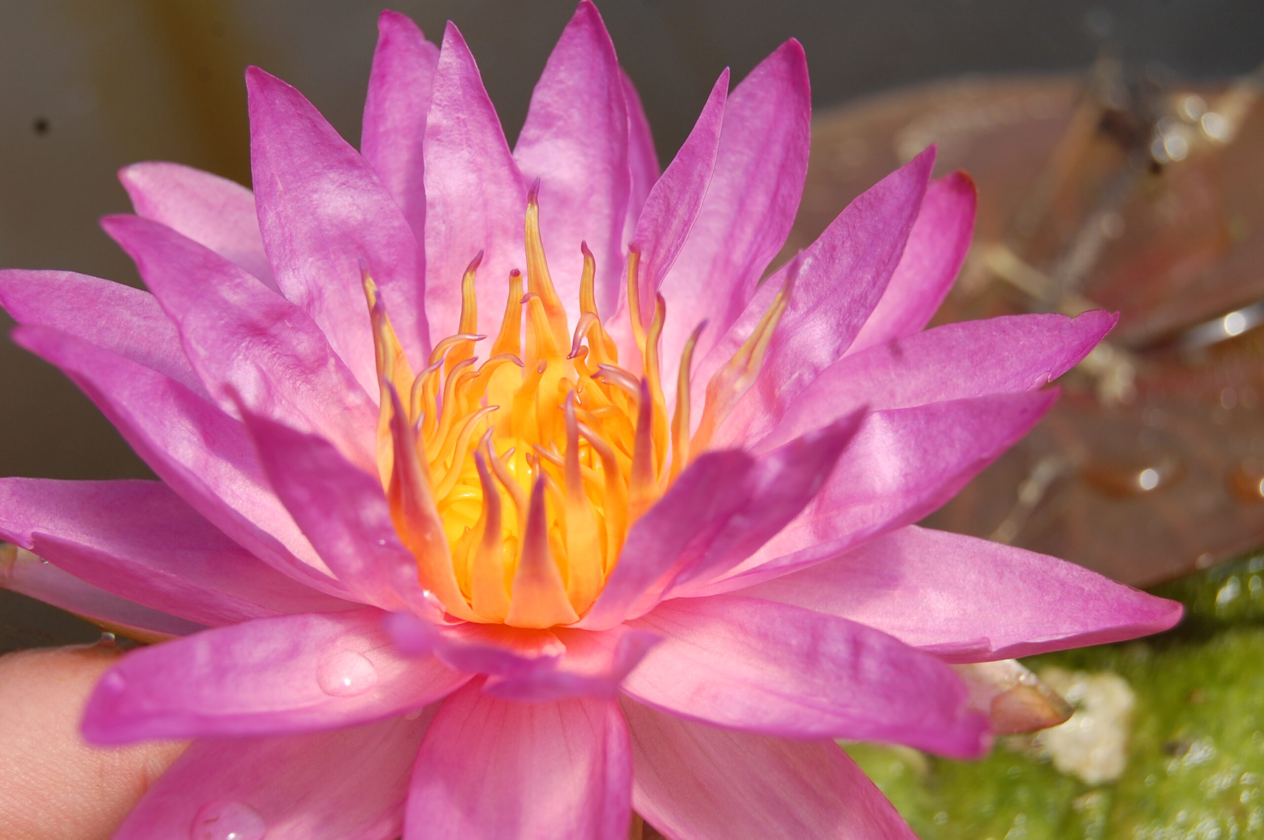 acheter nymphaea Siam Marble for sale buy on line (14)