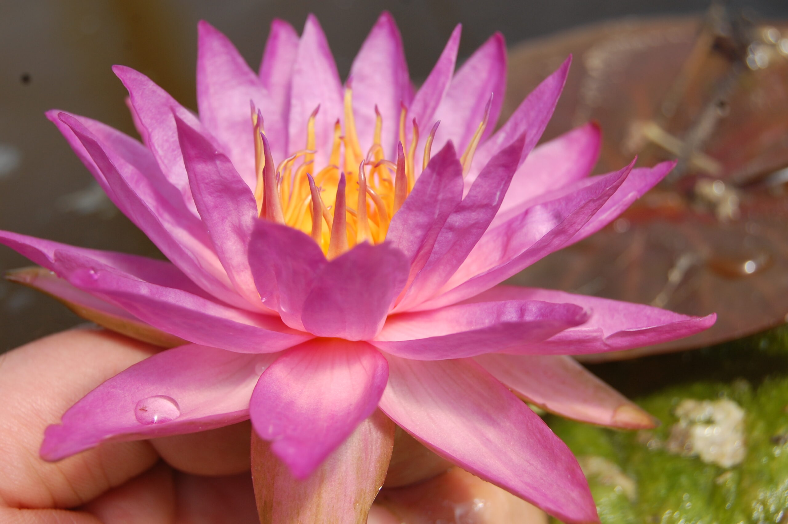 acheter nymphaea Siam Marble for sale buy on line (16)