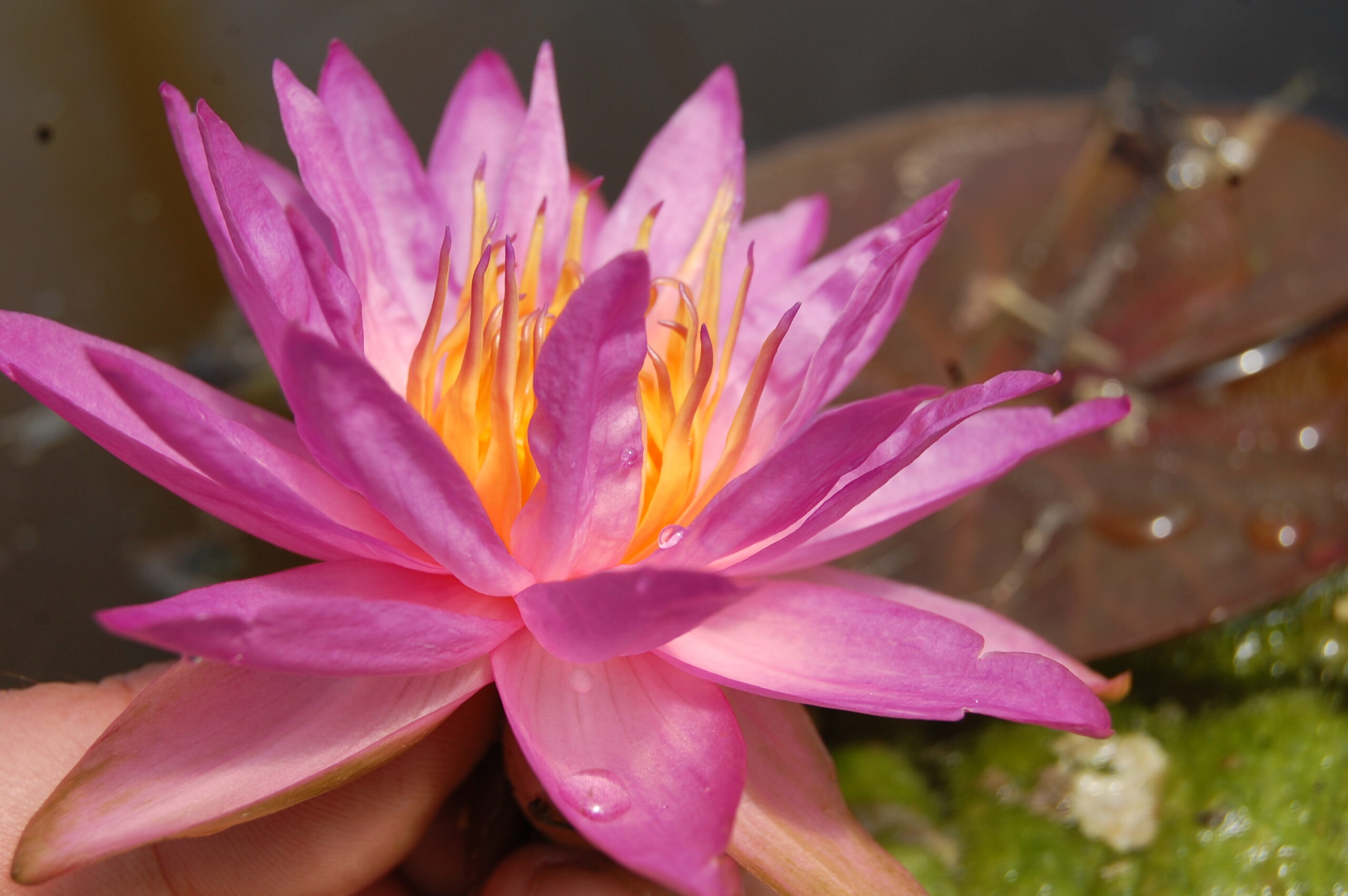 acheter nymphaea Siam Marble for sale buy on line (17)