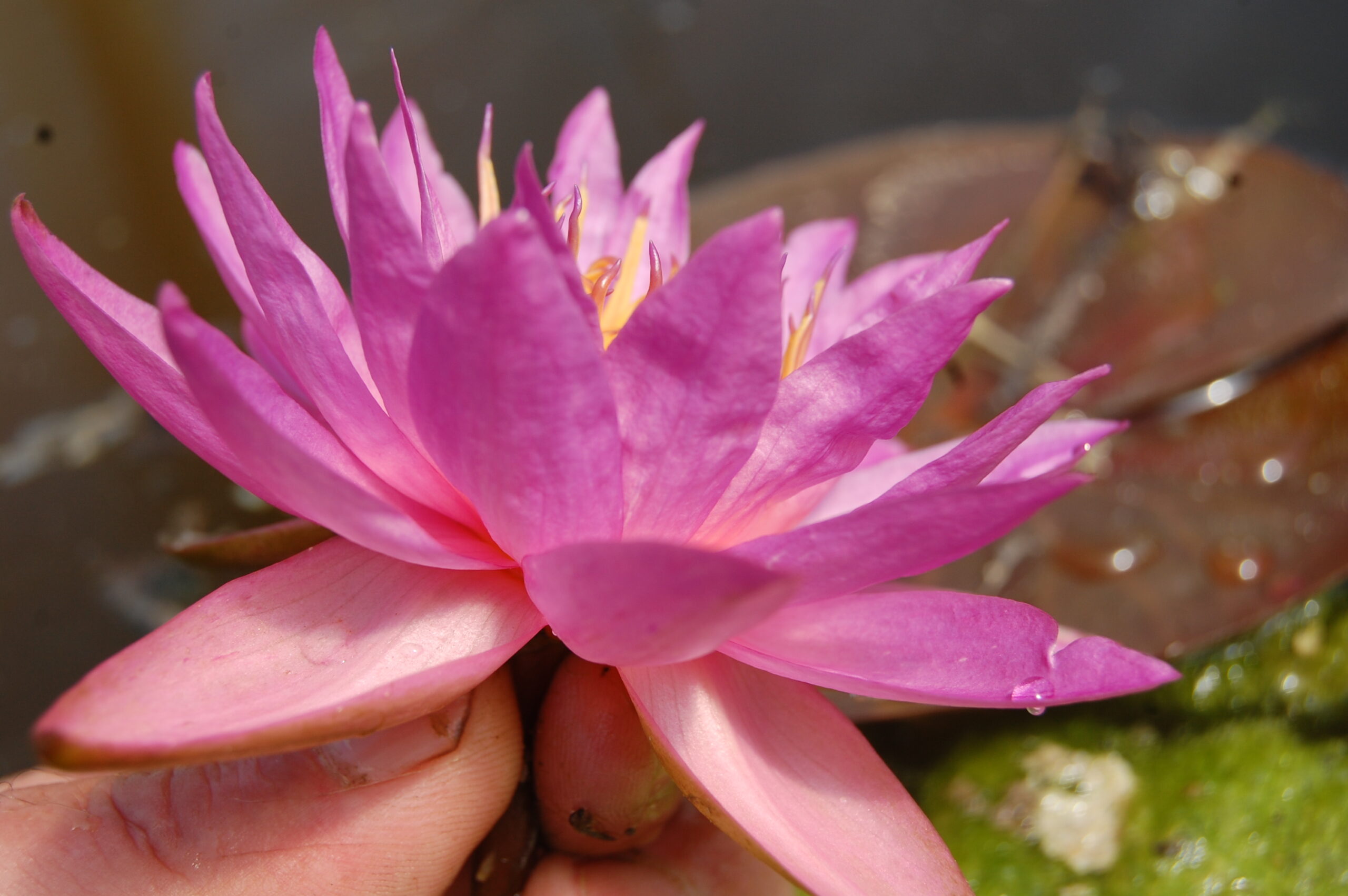 acheter nymphaea Siam Marble for sale buy on line (18)