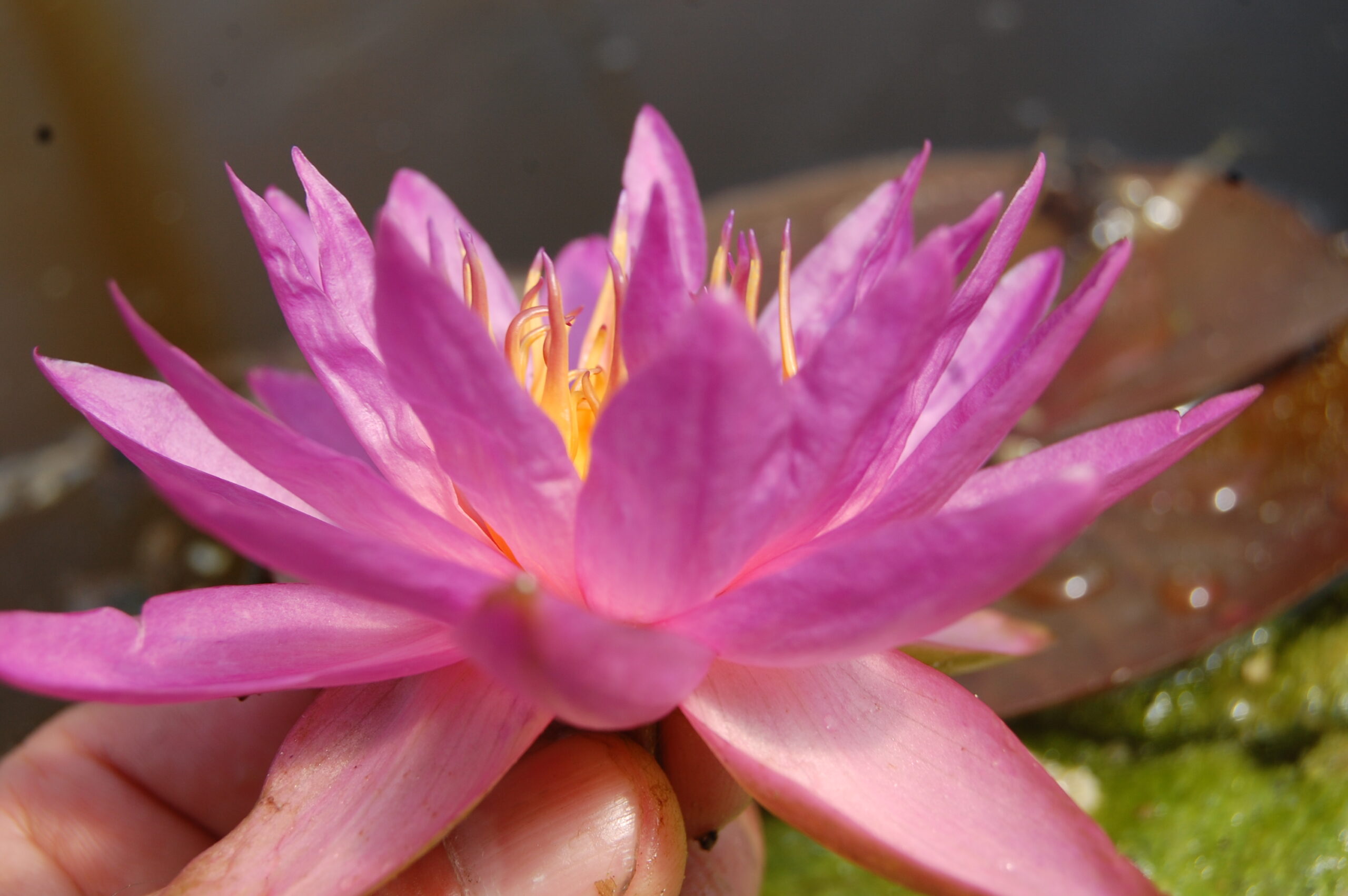 acheter nymphaea Siam Marble for sale buy on line (20)