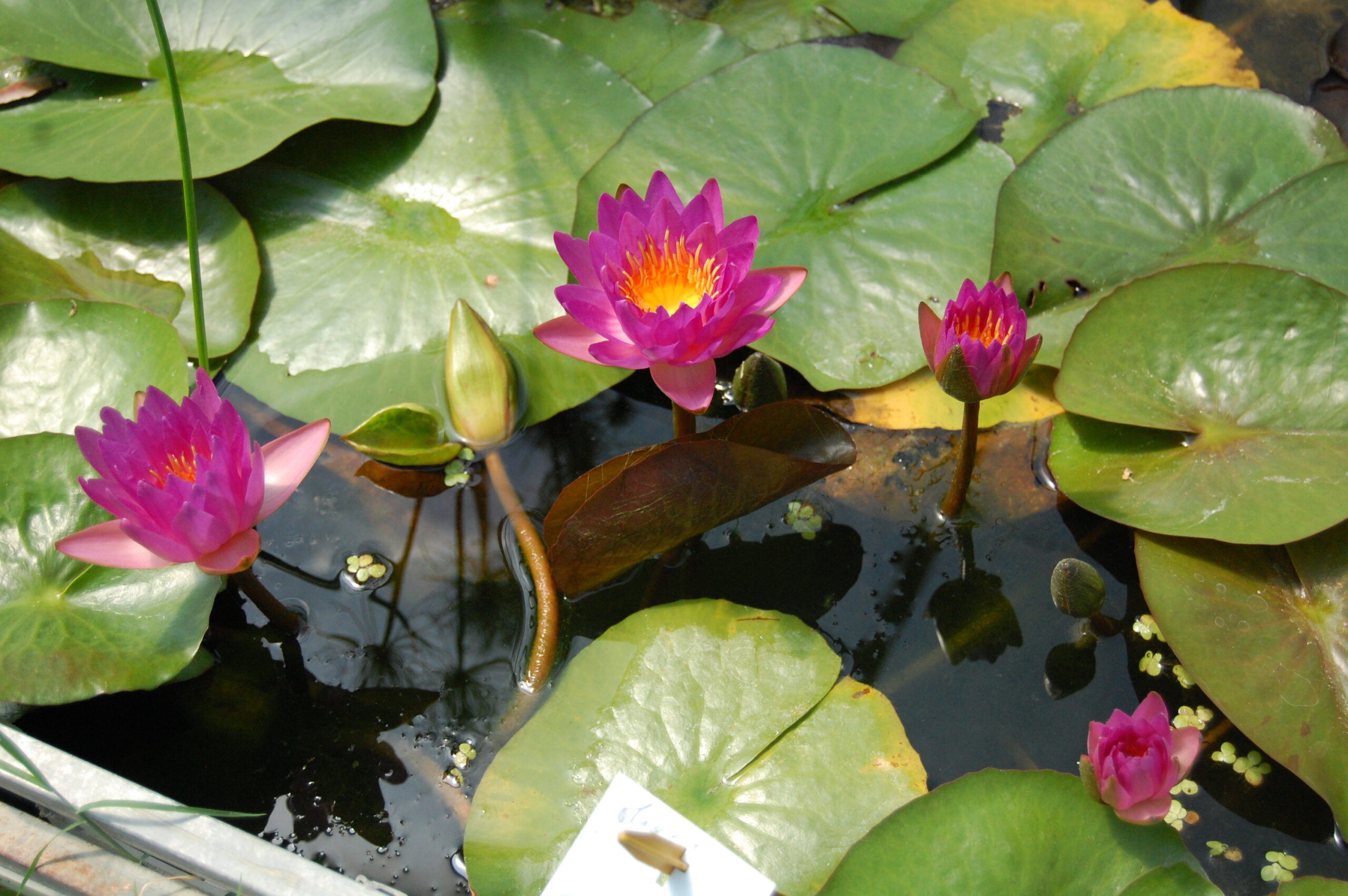 acheter nymphaea Siam Marble for sale buy on line (23)
