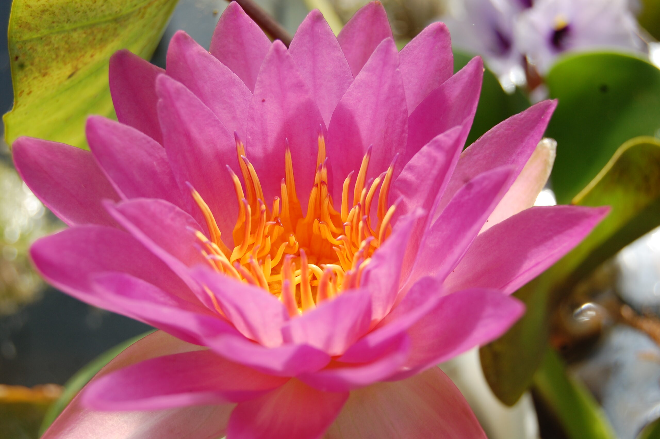 acheter nymphaea Siam Marble for sale buy on line (24)