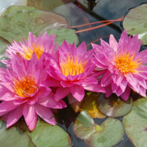 acheter nymphaea Siam Marble for sale buy on line (3)