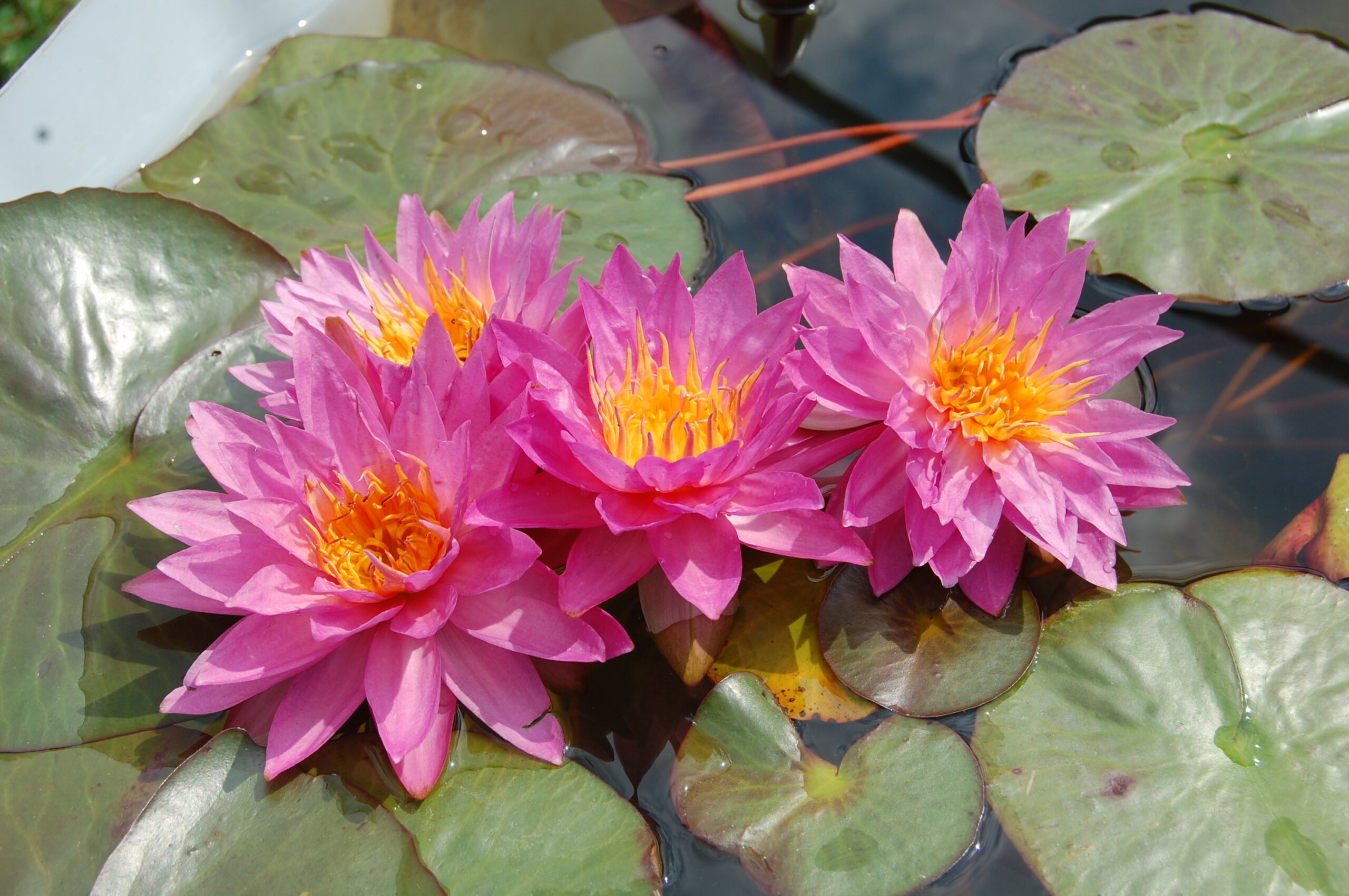 acheter nymphaea Siam Marble for sale buy on line (3)