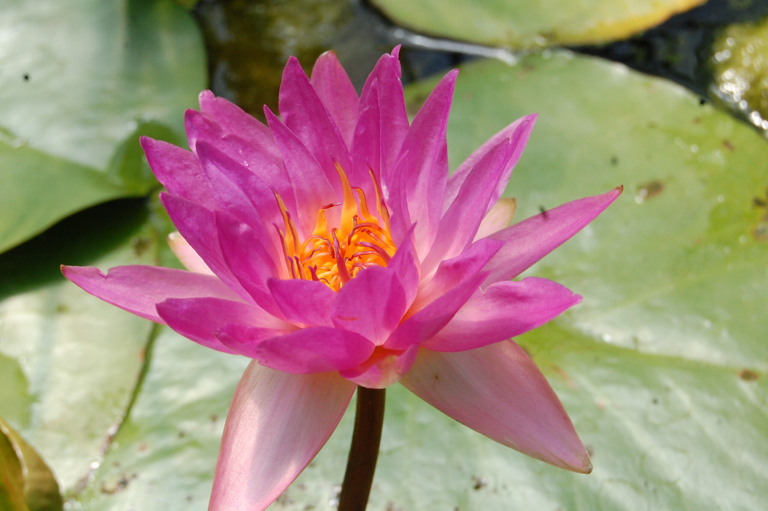 acheter nymphaea Siam Marble for sale buy on line (5)