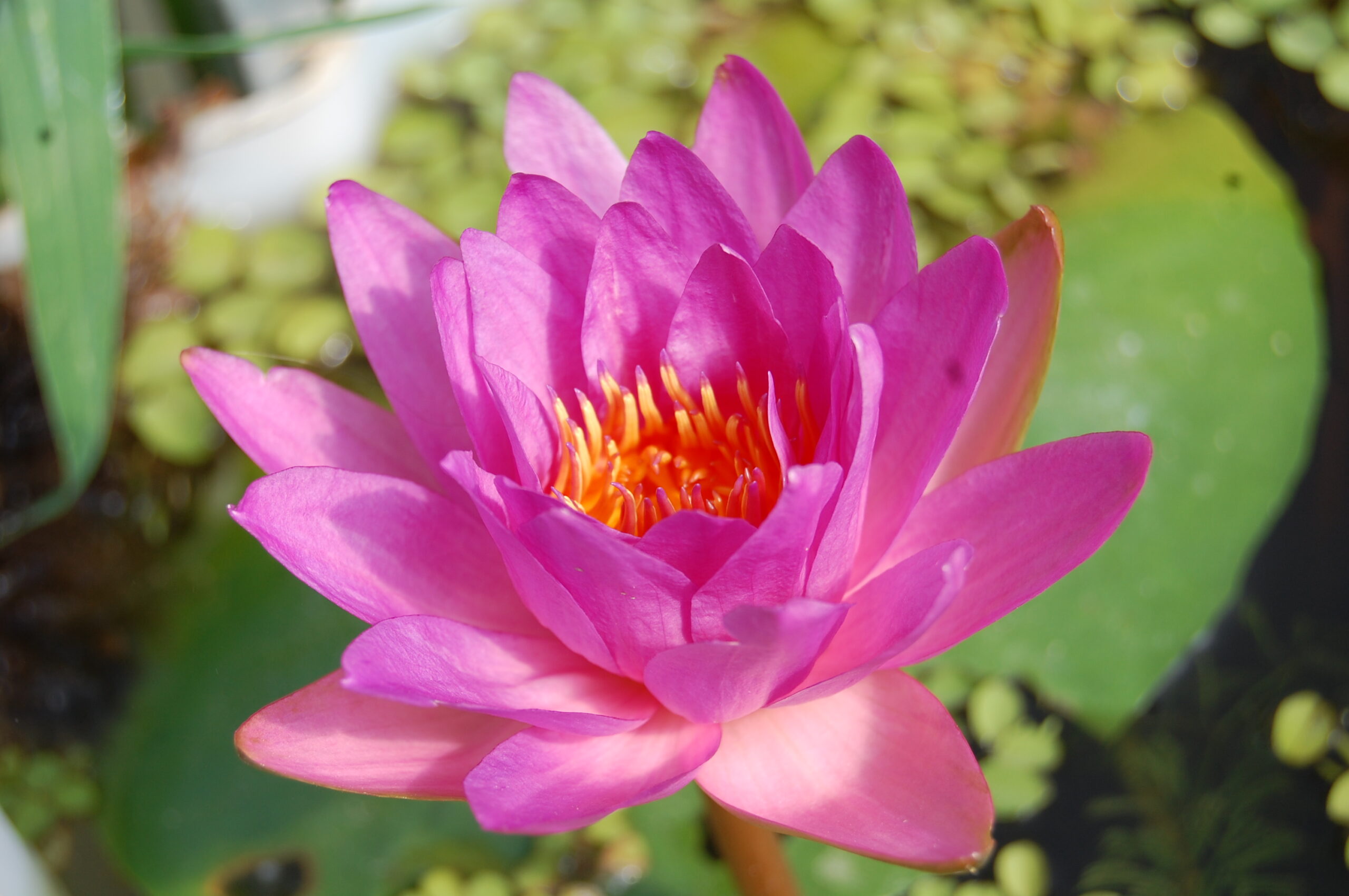 acheter nymphaea Siam Marble for sale buy on line (6)