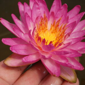 acheter nymphaea Siam Pink 2 (6)