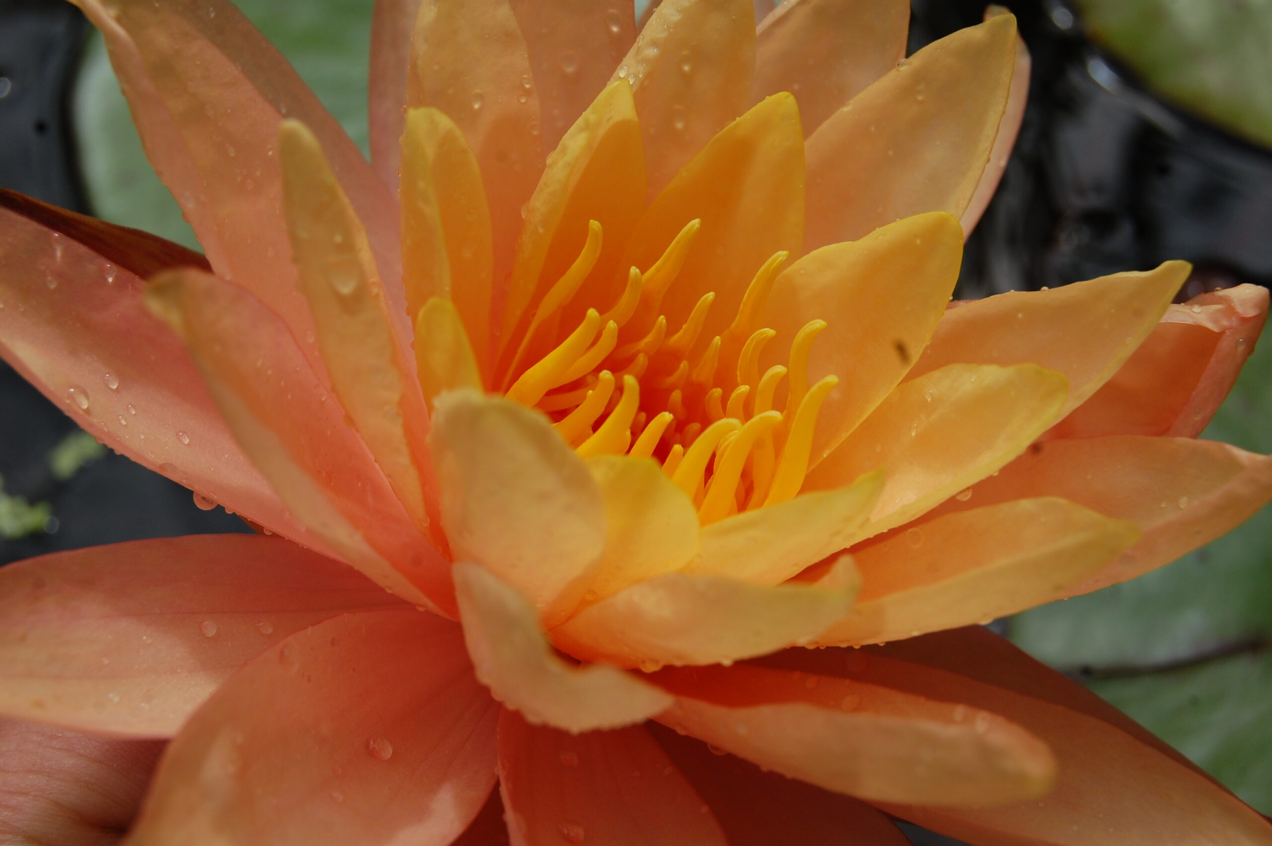 acheter nymphaea Siam Sunset for sale buy on line (1)
