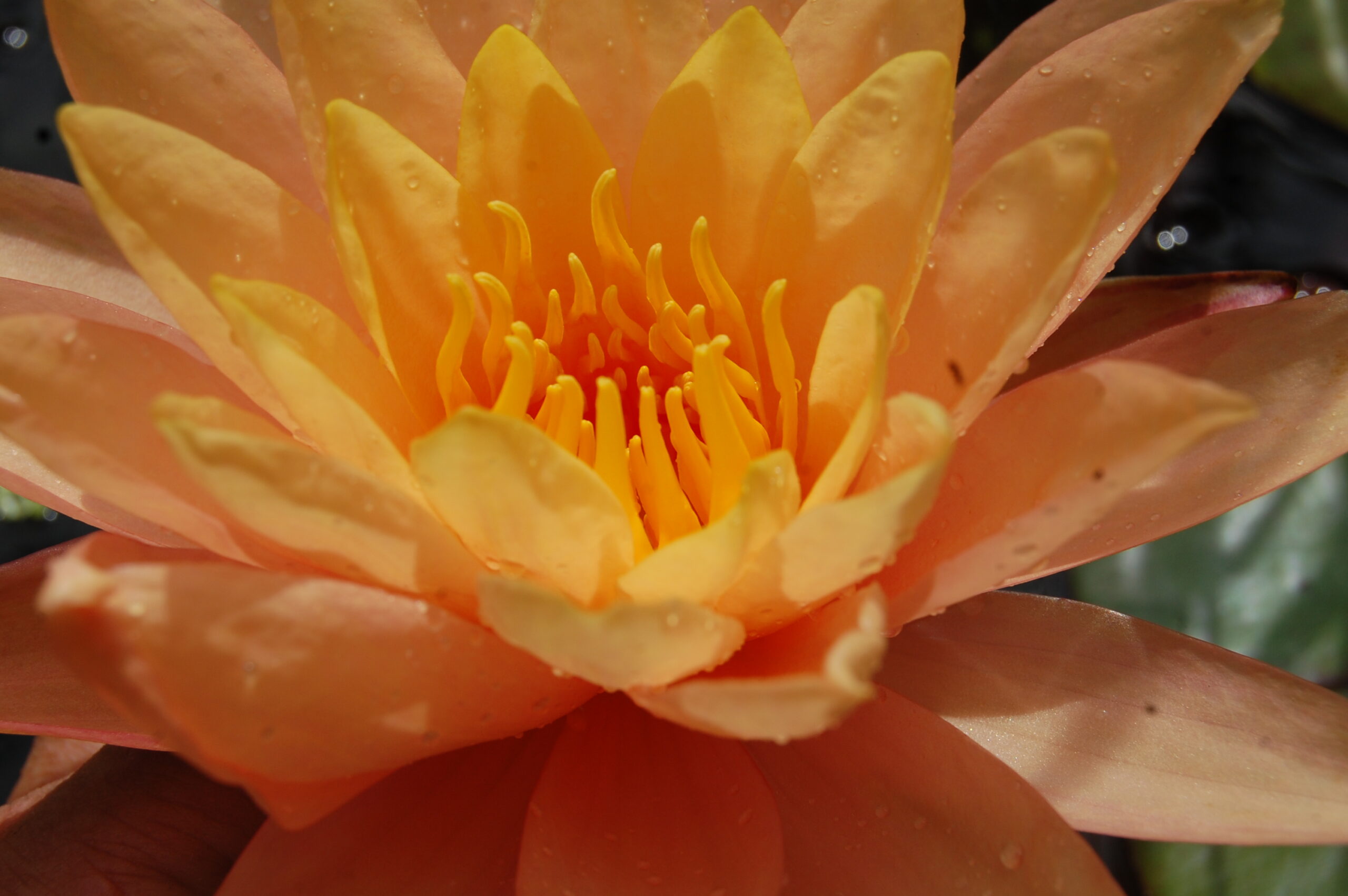 acheter nymphaea Siam Sunset for sale buy on line (10)