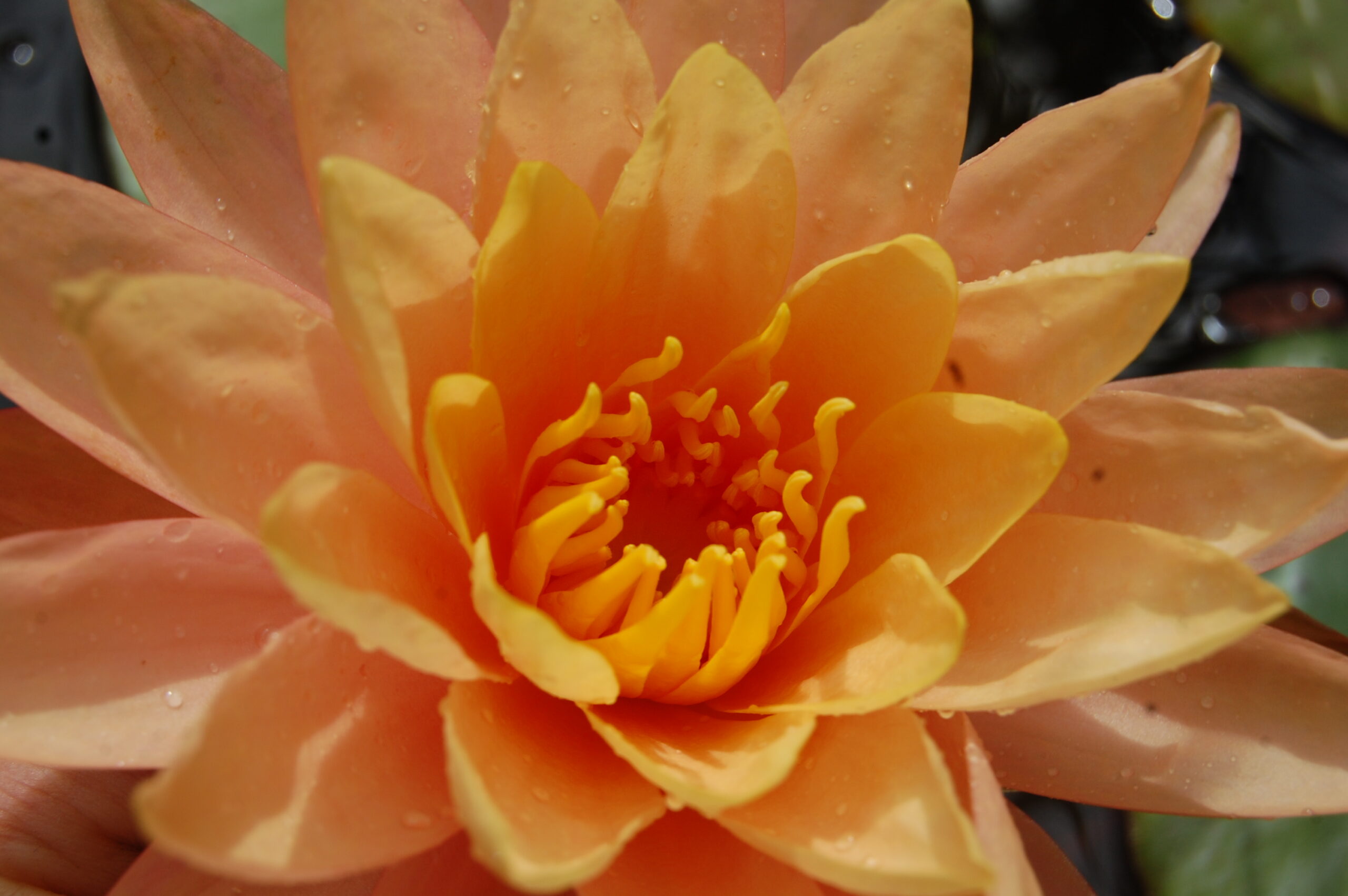 acheter nymphaea Siam Sunset for sale buy on line (11)