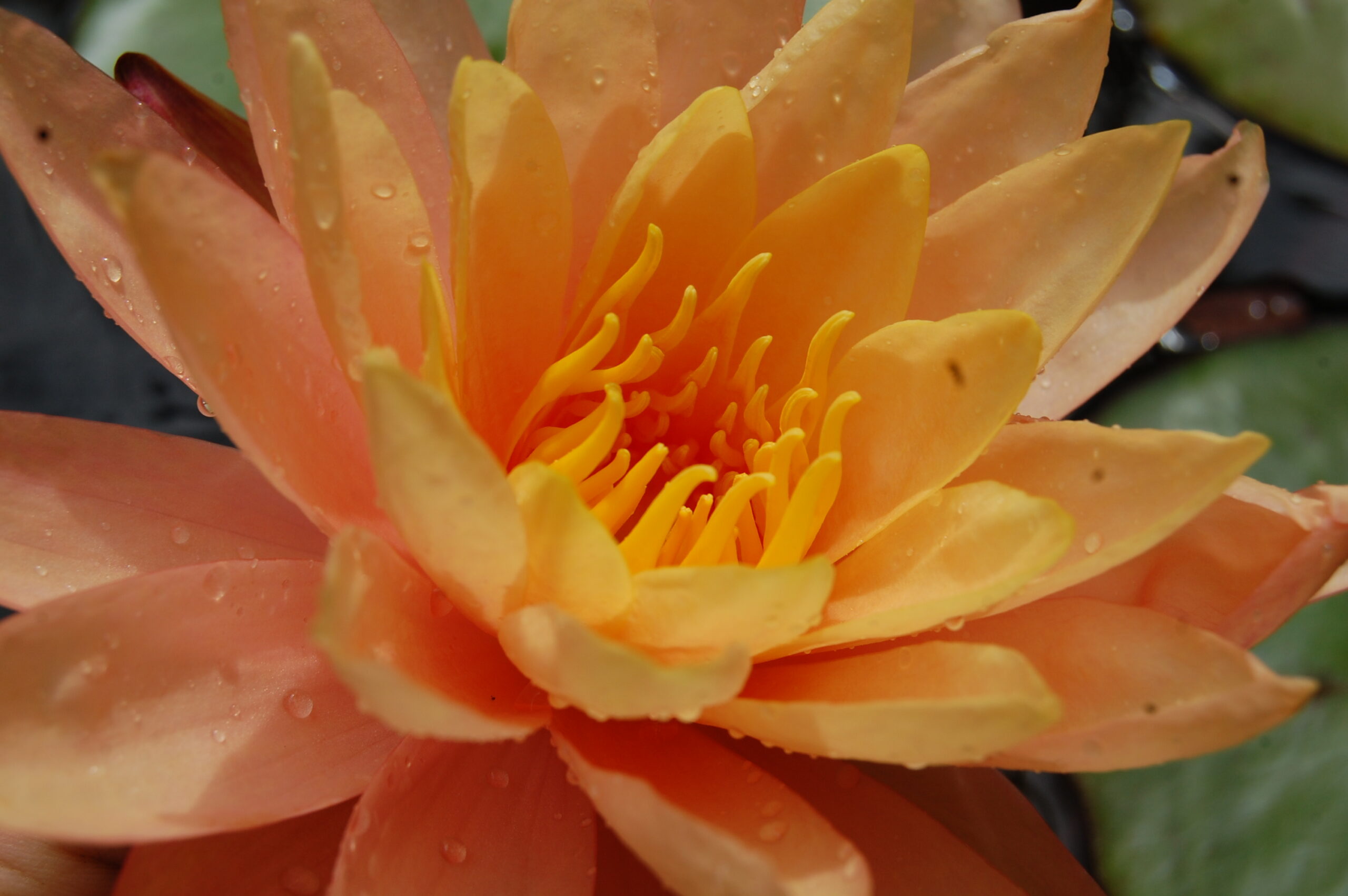 acheter nymphaea Siam Sunset for sale buy on line (12)
