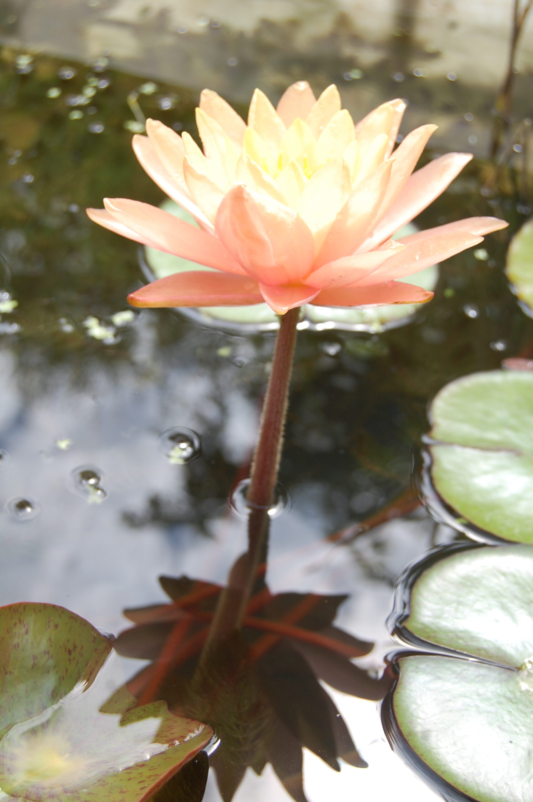 acheter nymphaea Siam Sunset for sale buy on line (2)