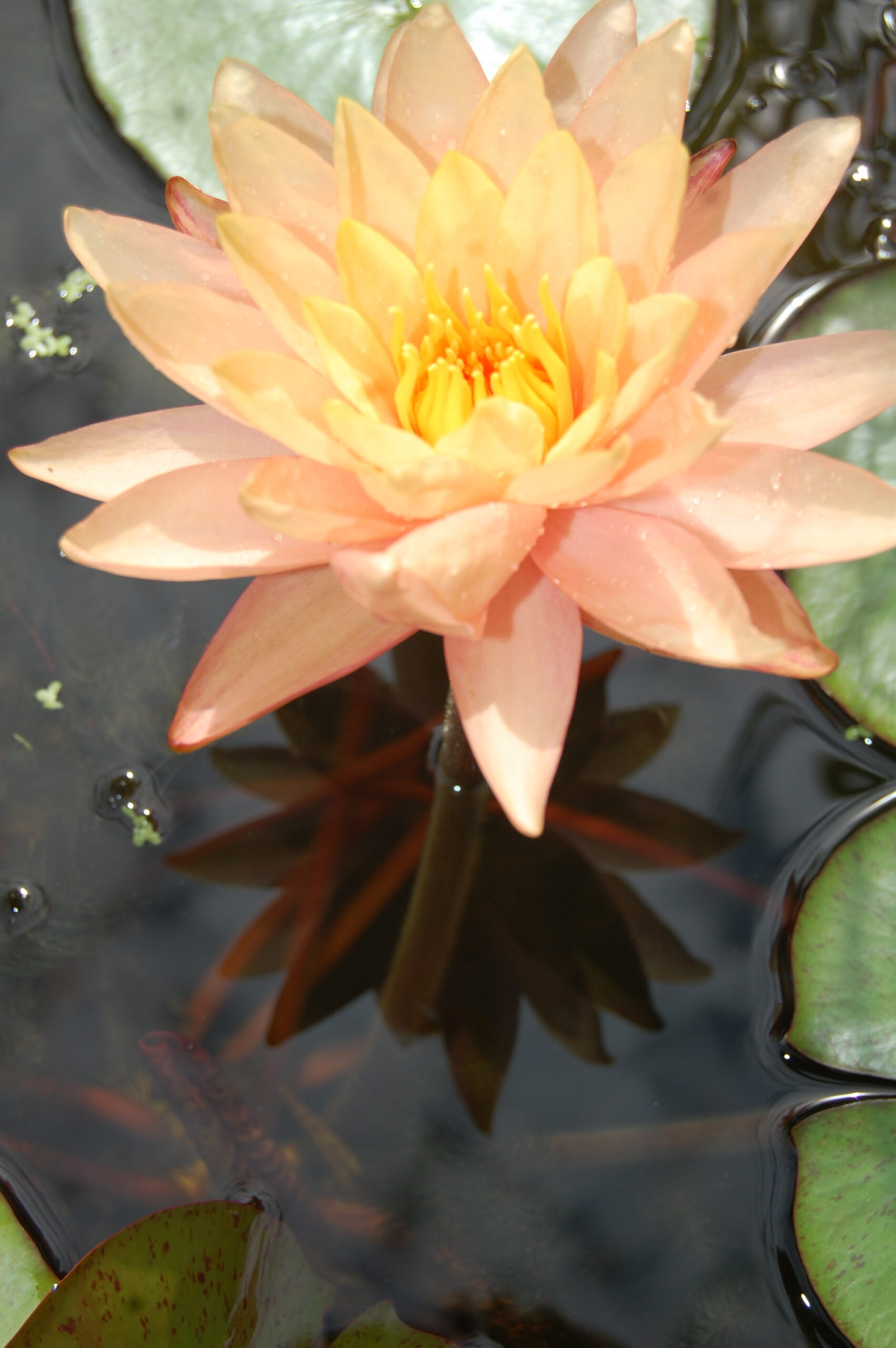 acheter nymphaea Siam Sunset for sale buy on line (3)