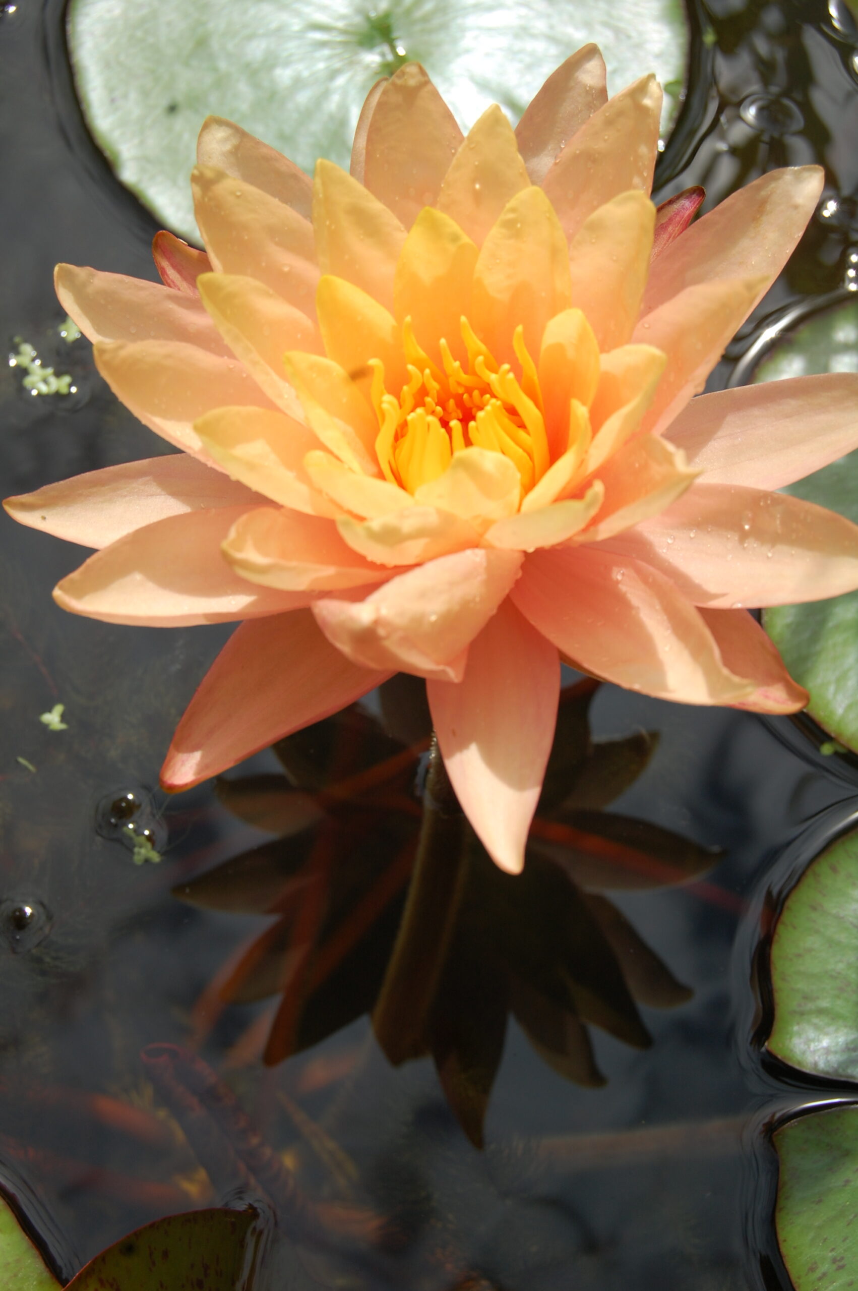 acheter nymphaea Siam Sunset for sale buy on line (4)