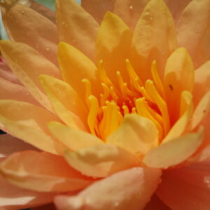 acheter nymphaea Siam Sunset for sale buy on line (5)