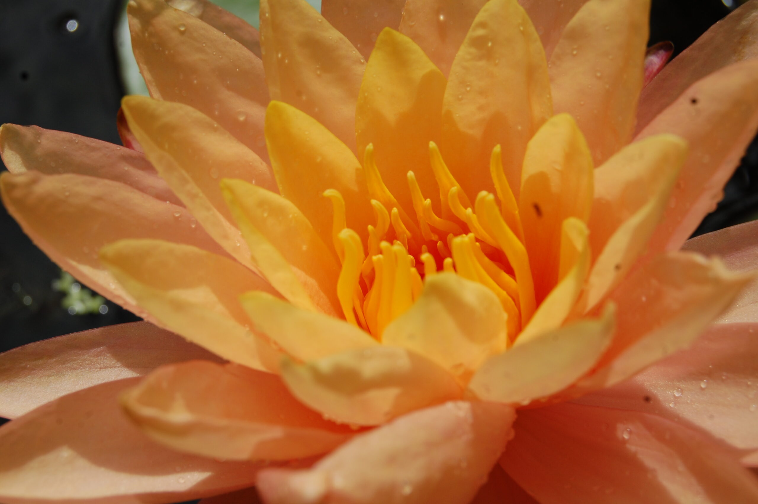 acheter nymphaea Siam Sunset for sale buy on line (5)