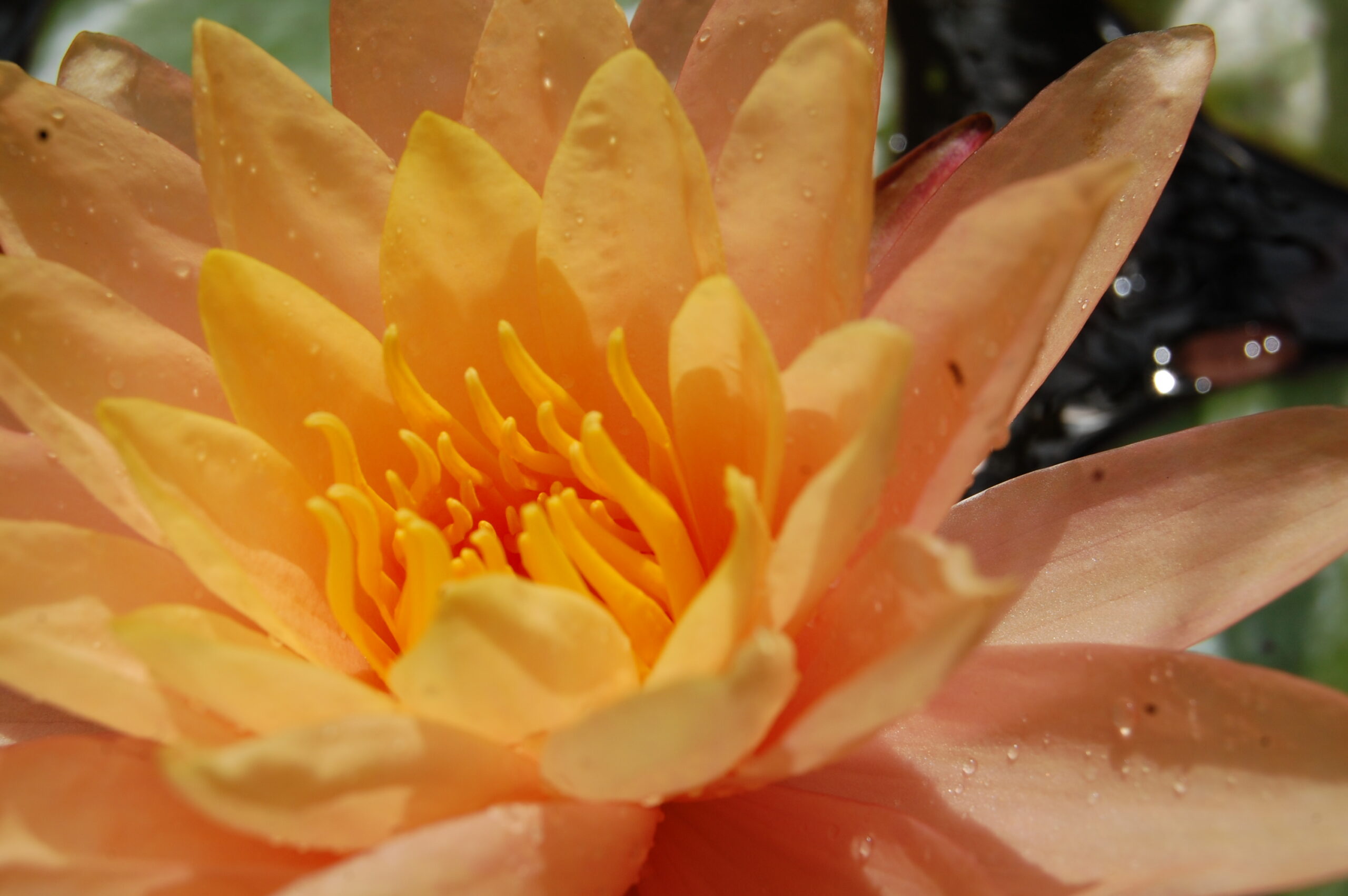 acheter nymphaea Siam Sunset for sale buy on line (6)
