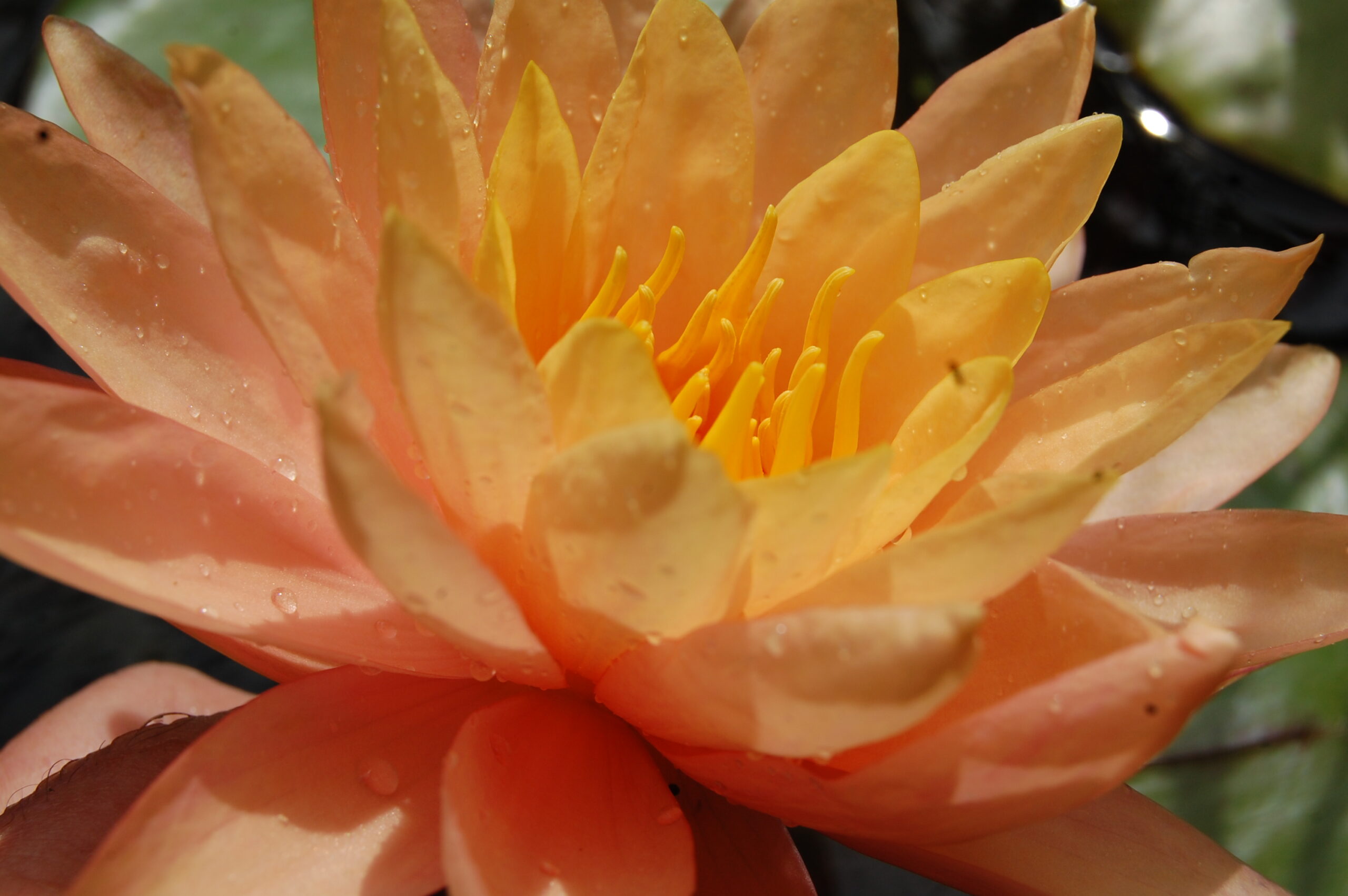 acheter nymphaea Siam Sunset for sale buy on line (7)