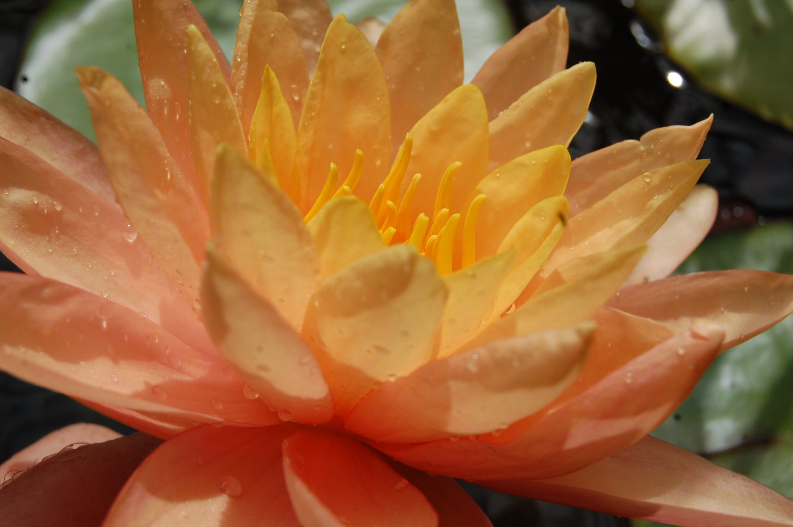 acheter nymphaea Siam Sunset for sale buy on line (8)